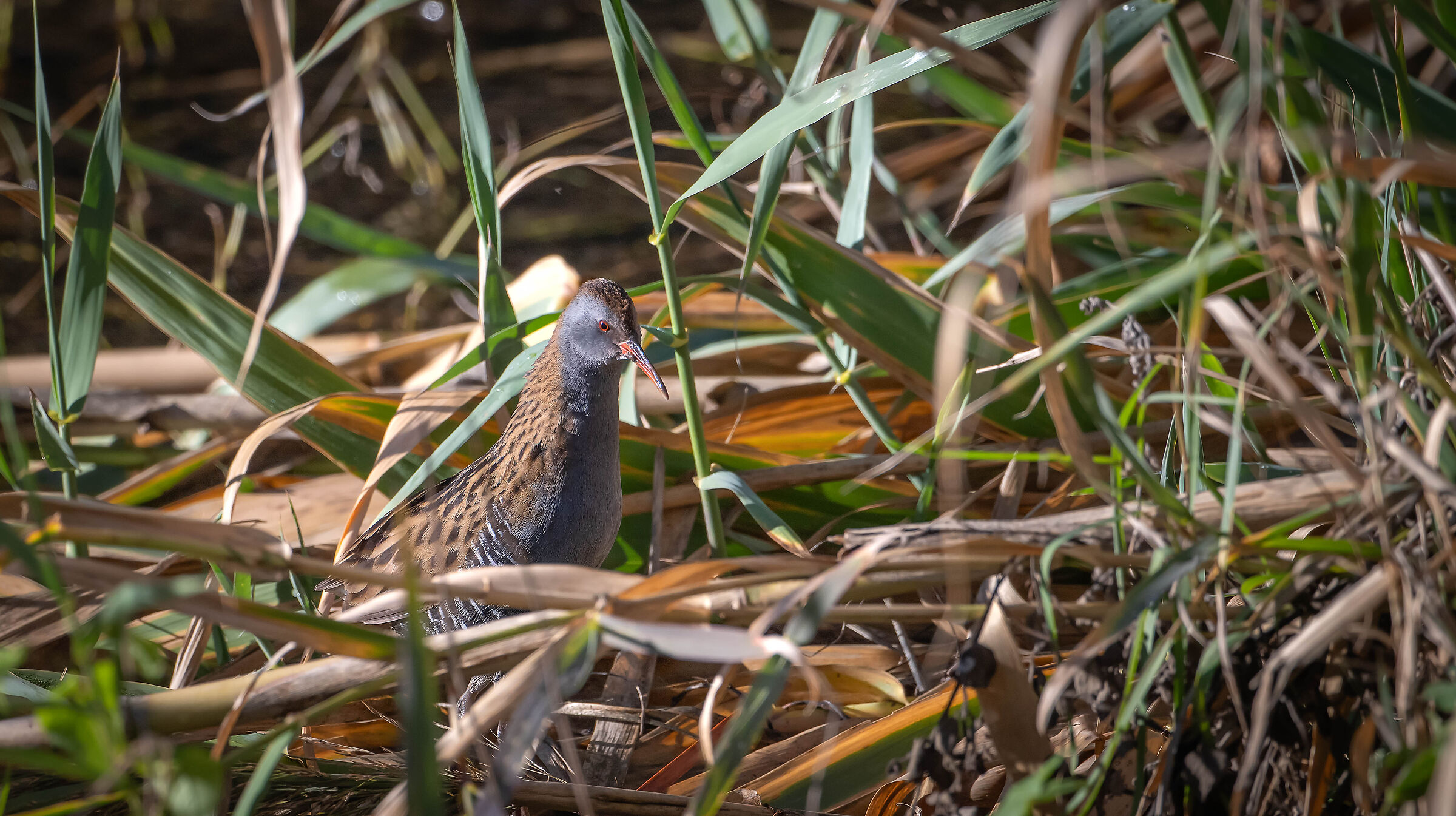 Water rail