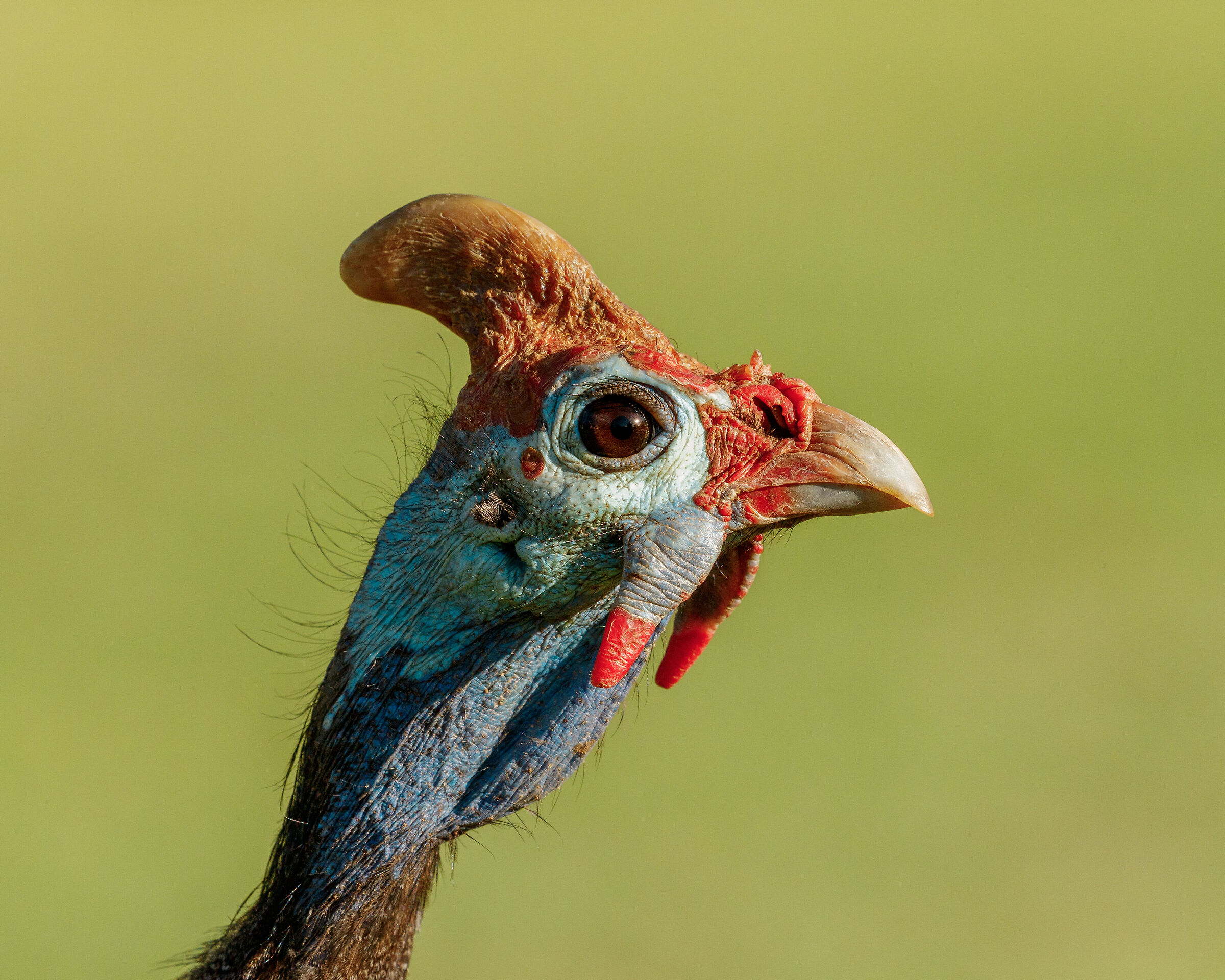 Helmeted guineafowl - 2025