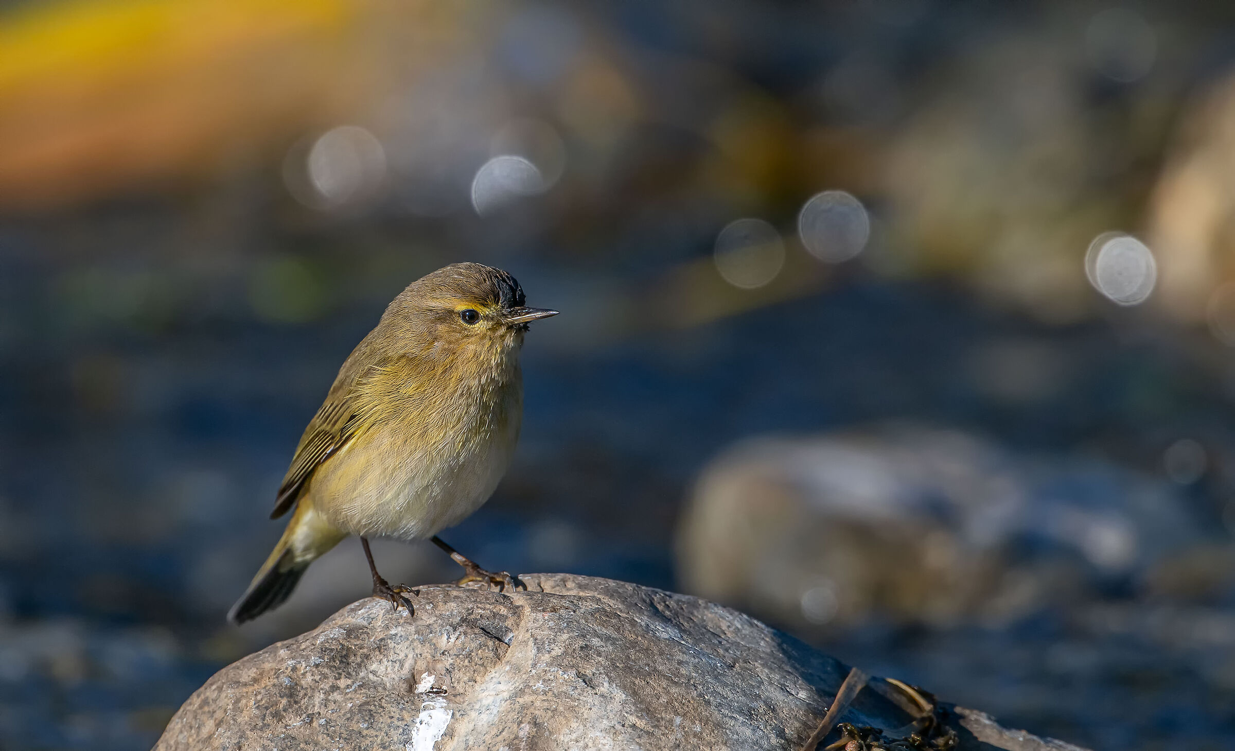 Chiffchaff
