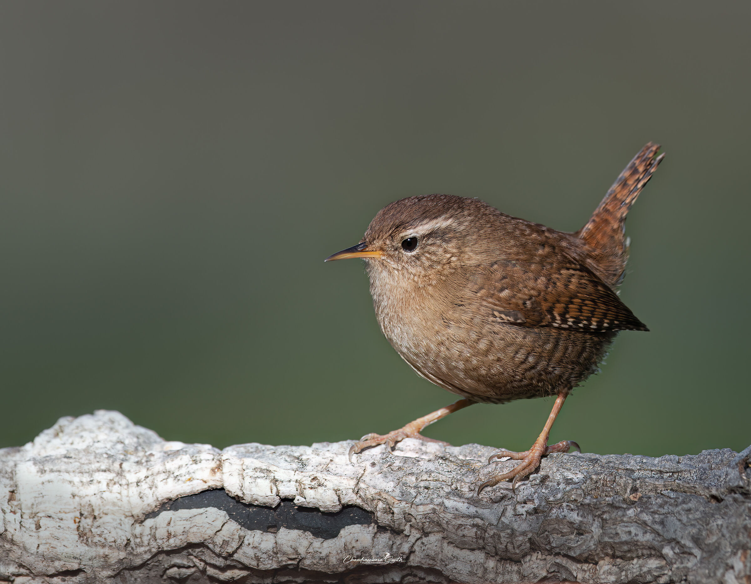 wren