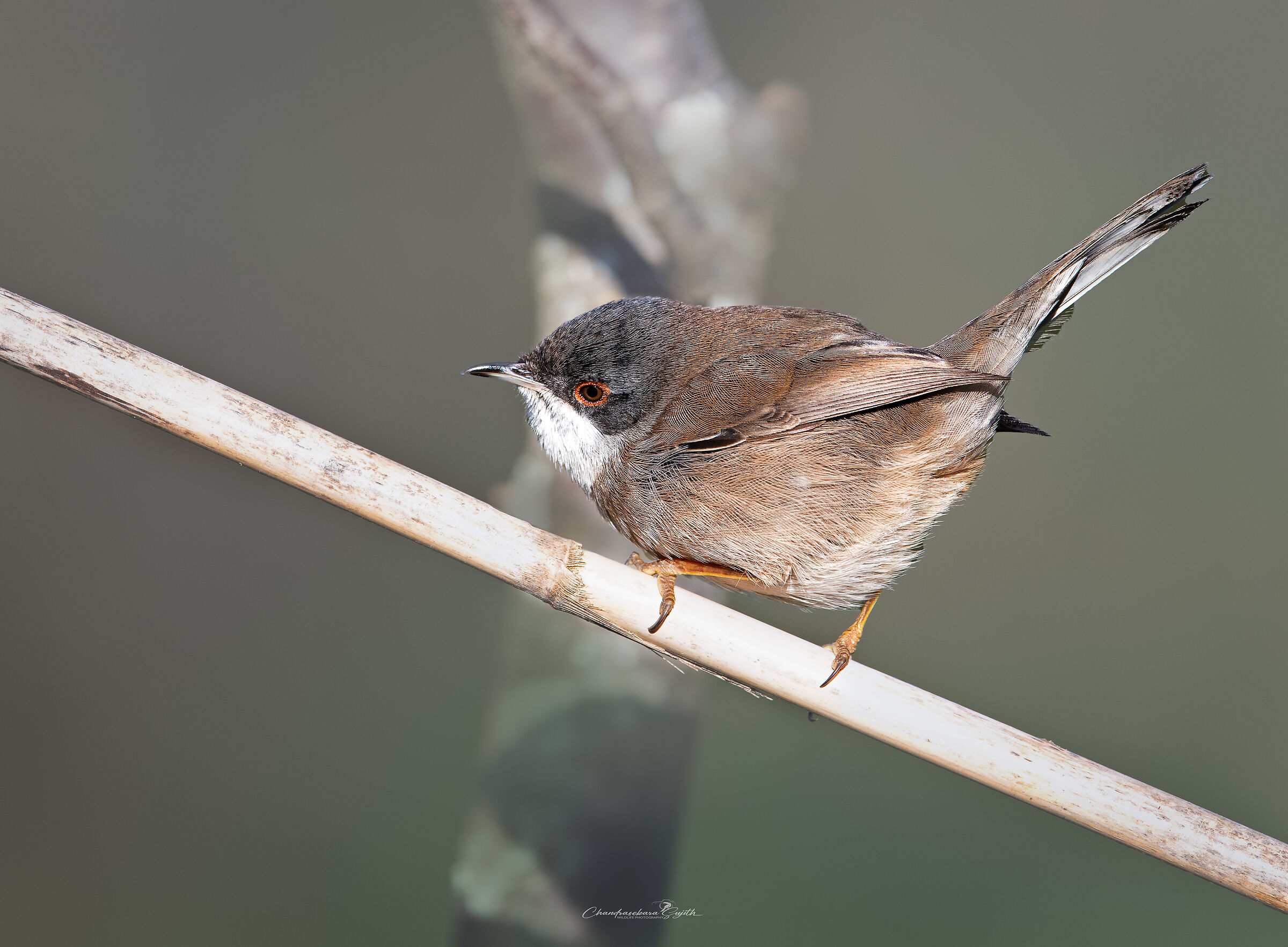 sardinian warbler