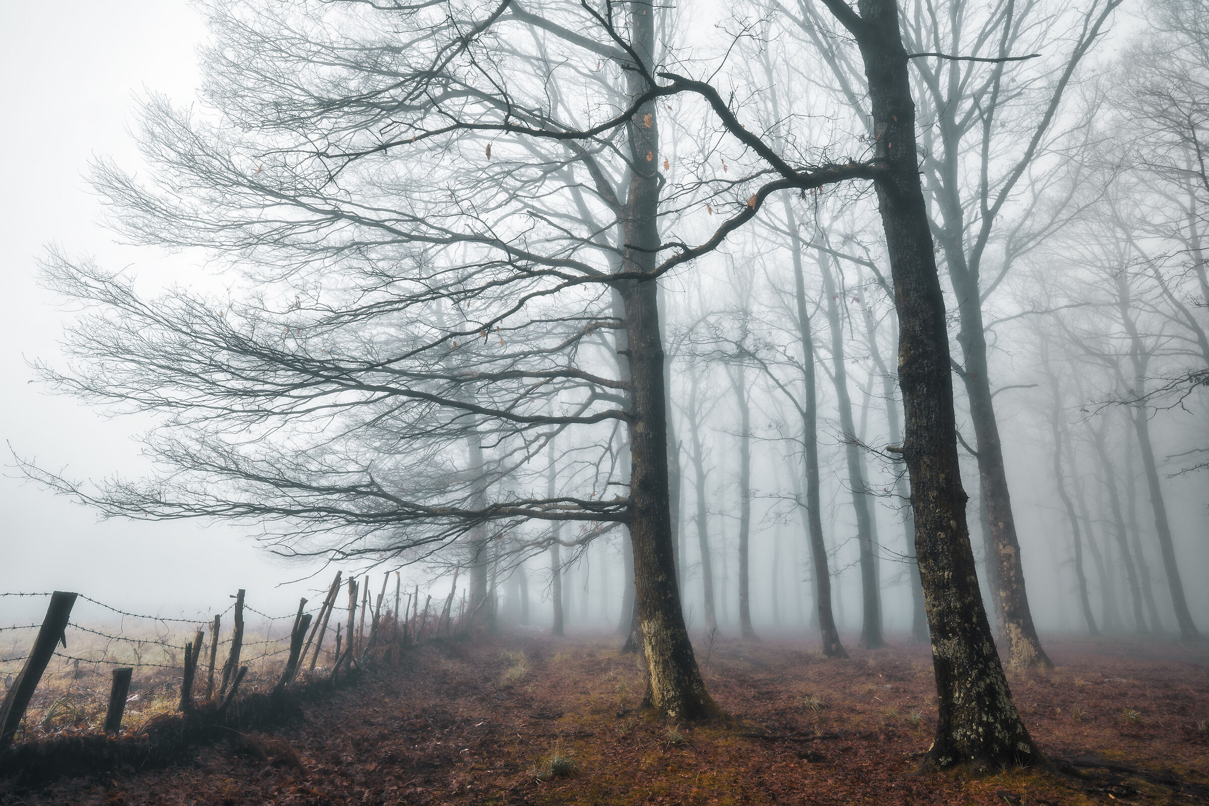 Winter in the forest