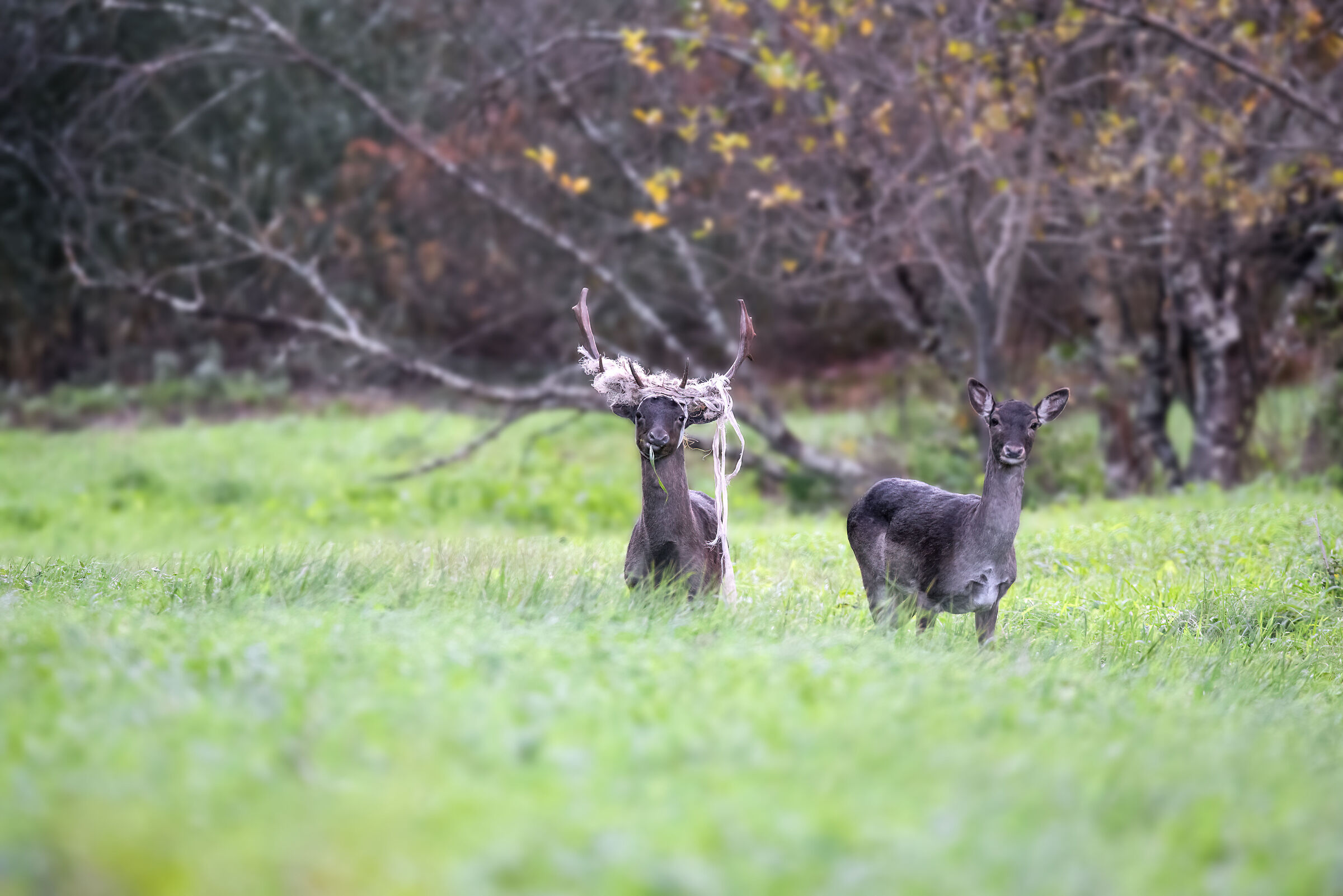 Fallow deer | Dama dama (Tuscany?December 2024)
