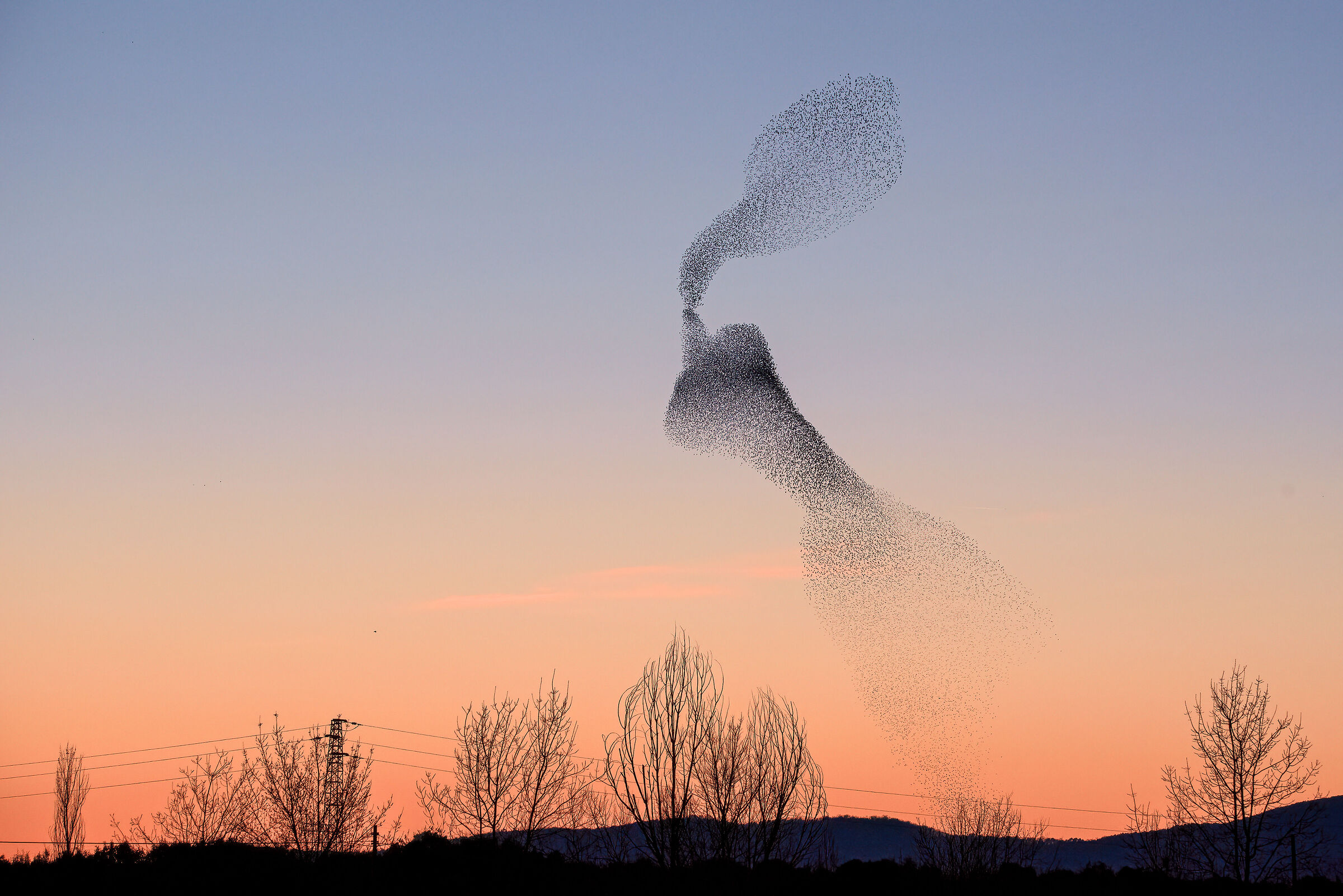 Starlings | Sturnus vulgaris (Tuscany)