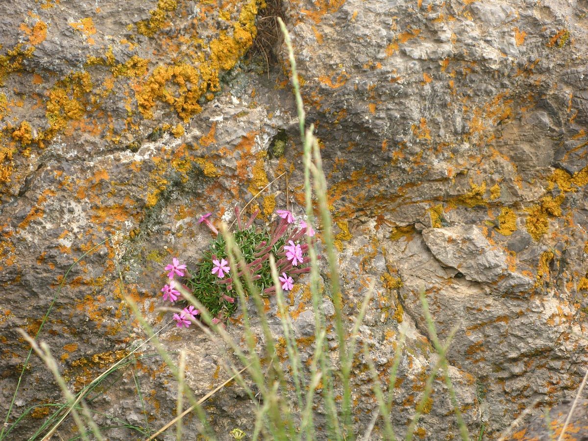 Misho Mount Flowers 1