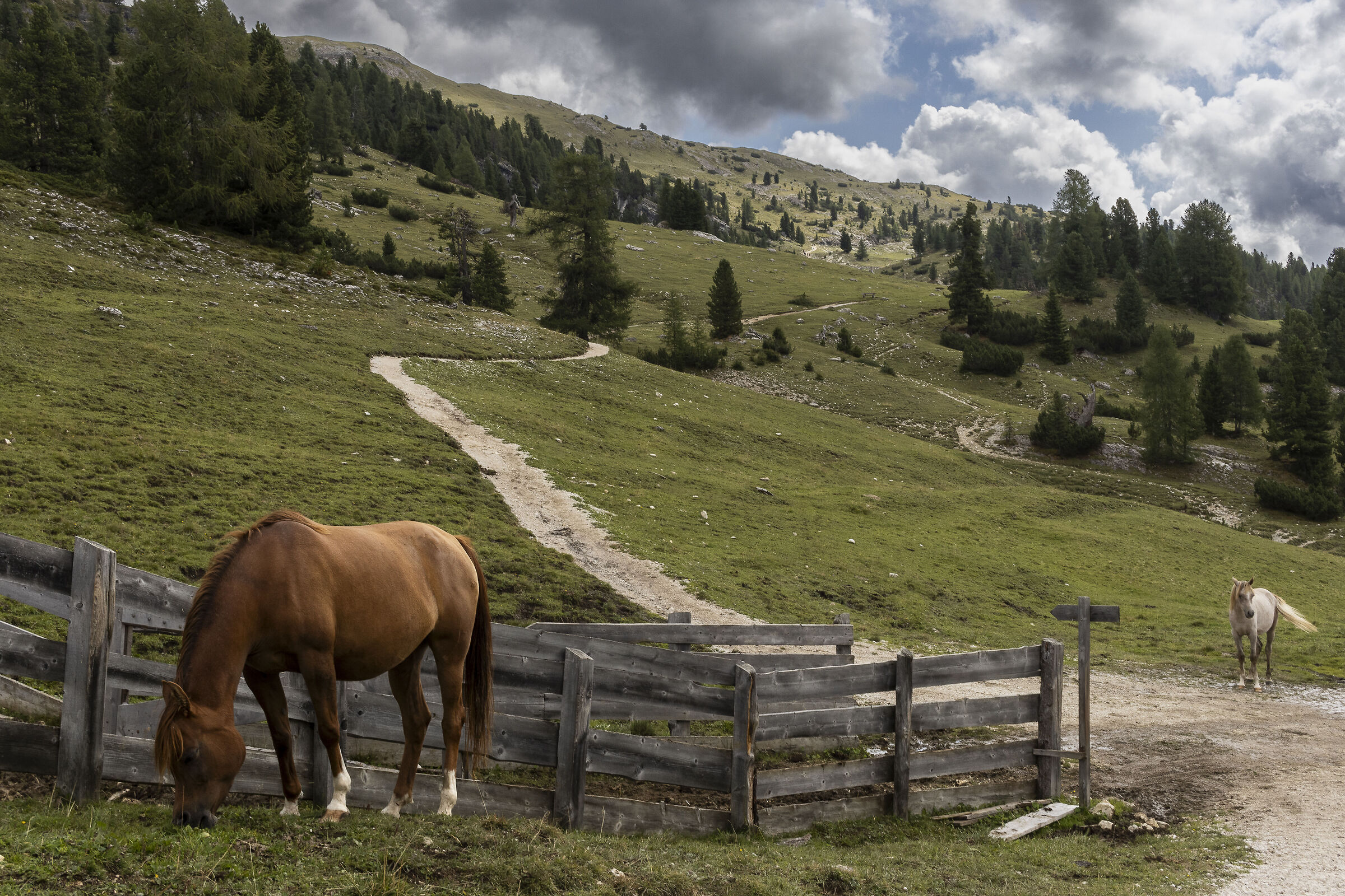 Grazing horses