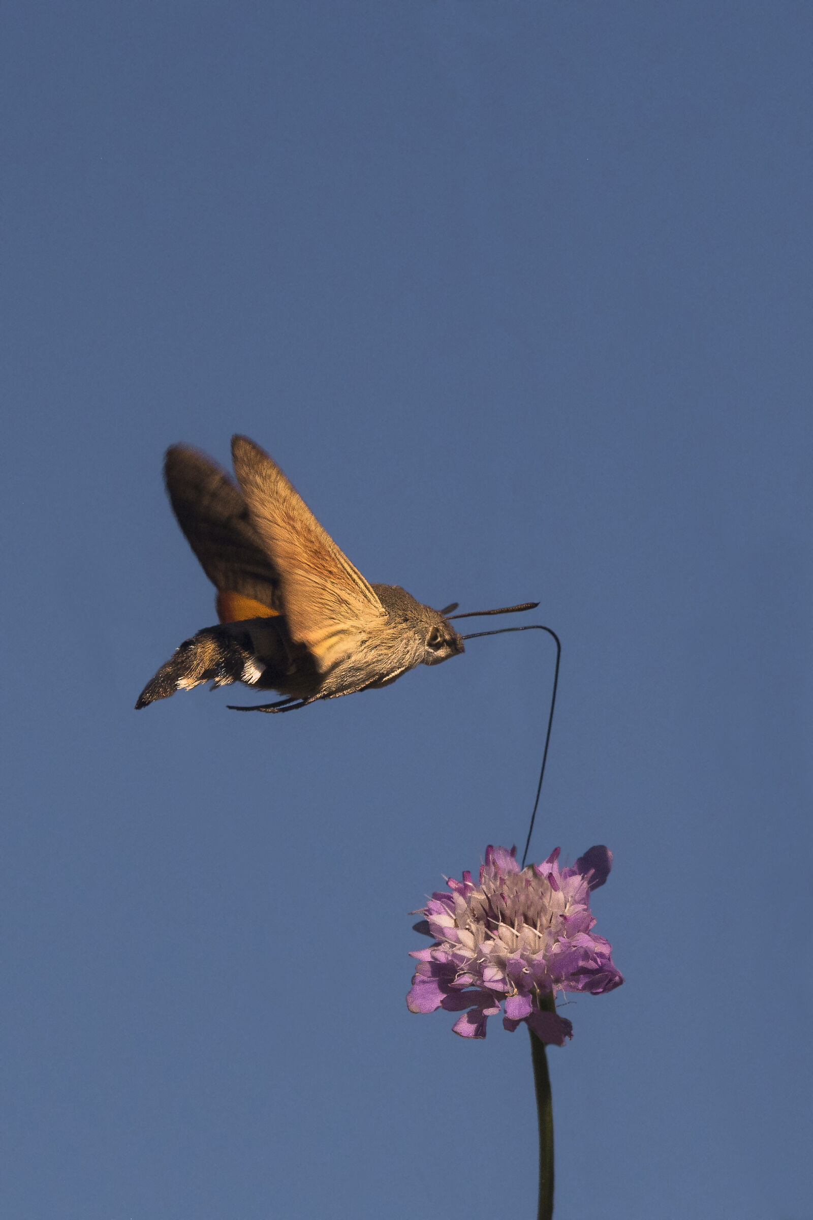 Macroglossum stellatarum
