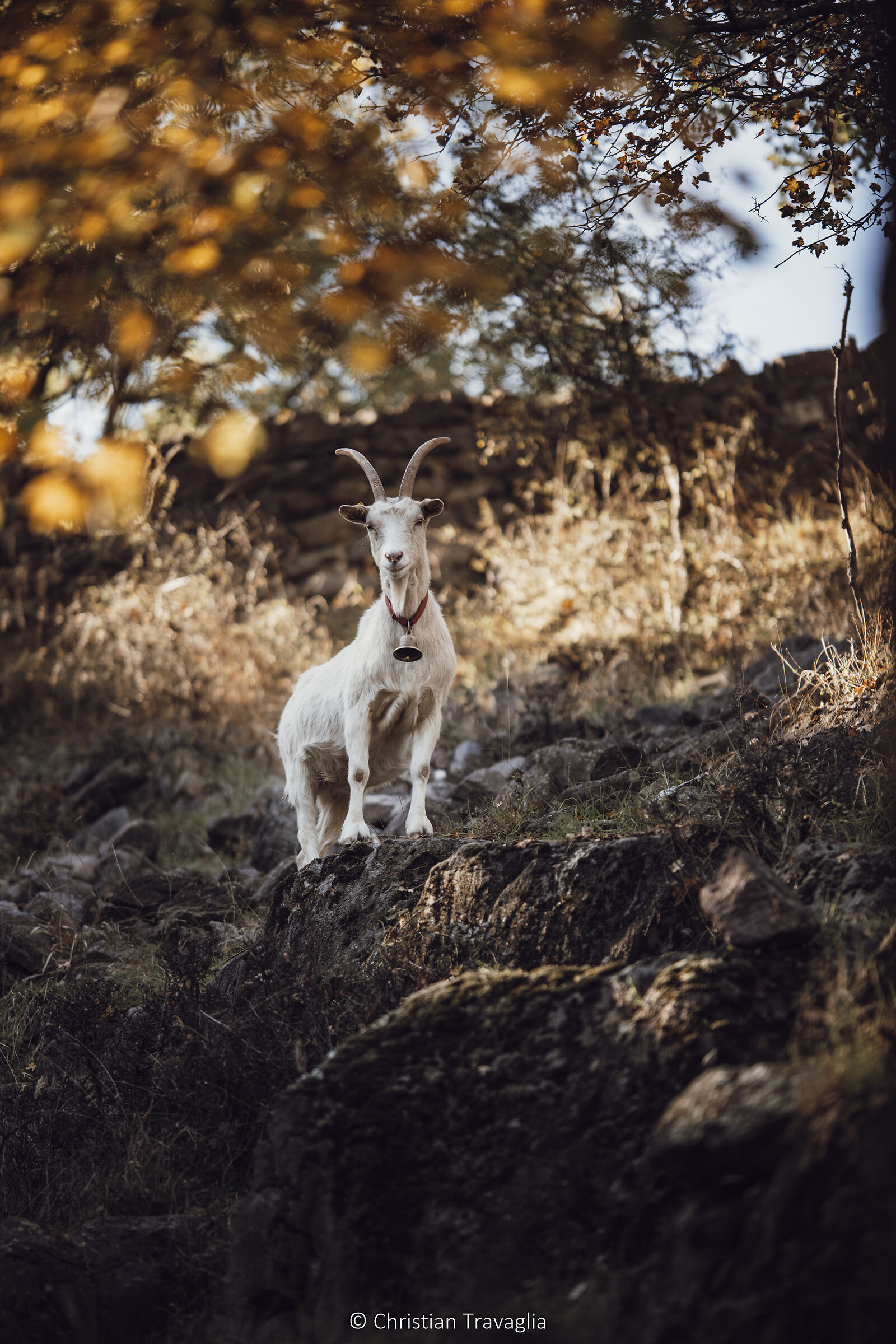 La guardiana delle rovine, Castel Feder - Inverno 2024