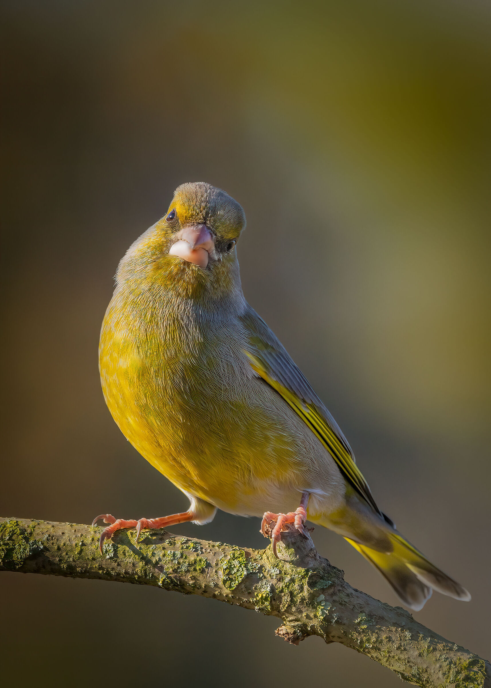 Ritratto di Verdone maschio (Chloris chloris)