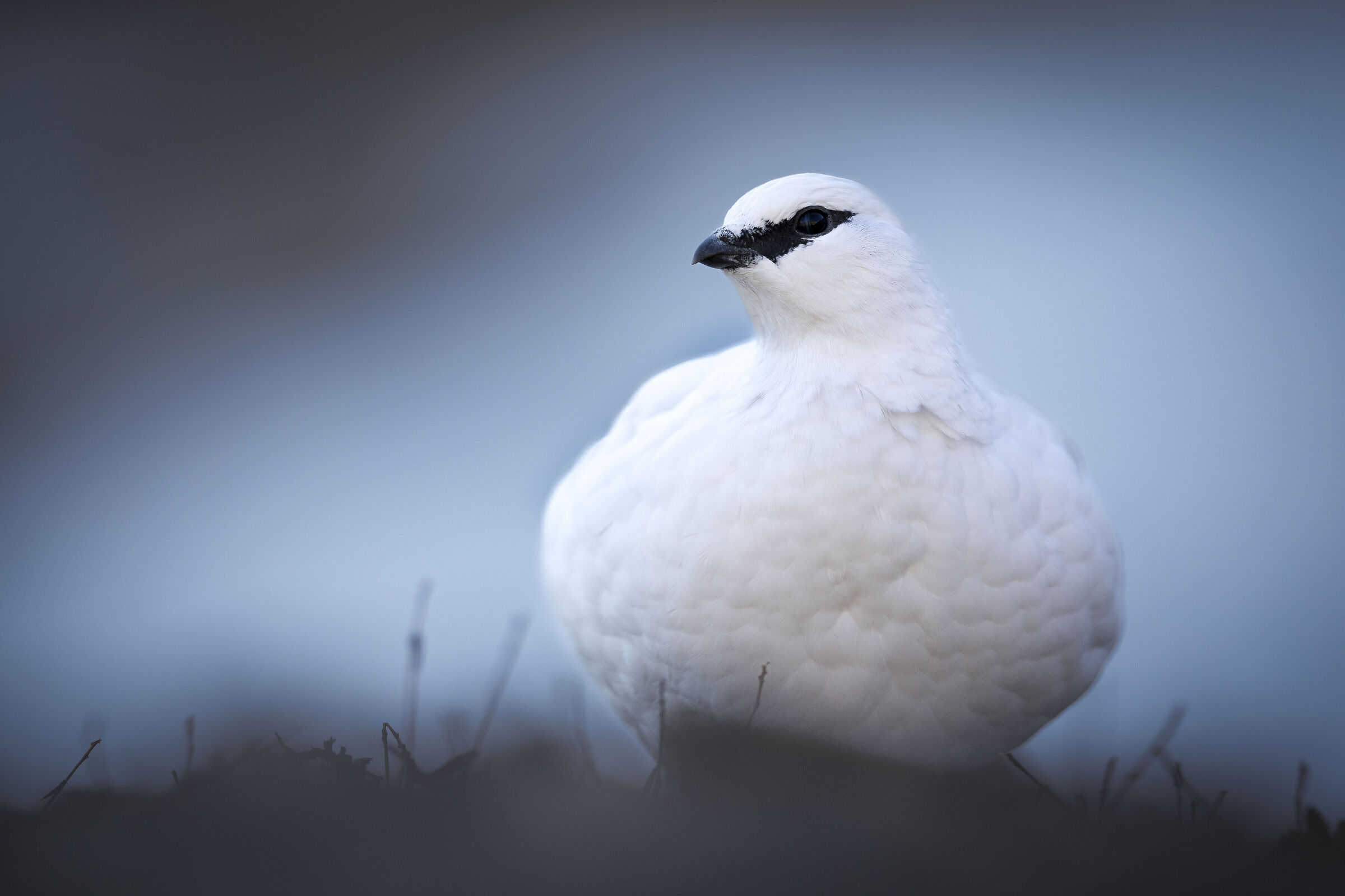 Pernice bianca maschio