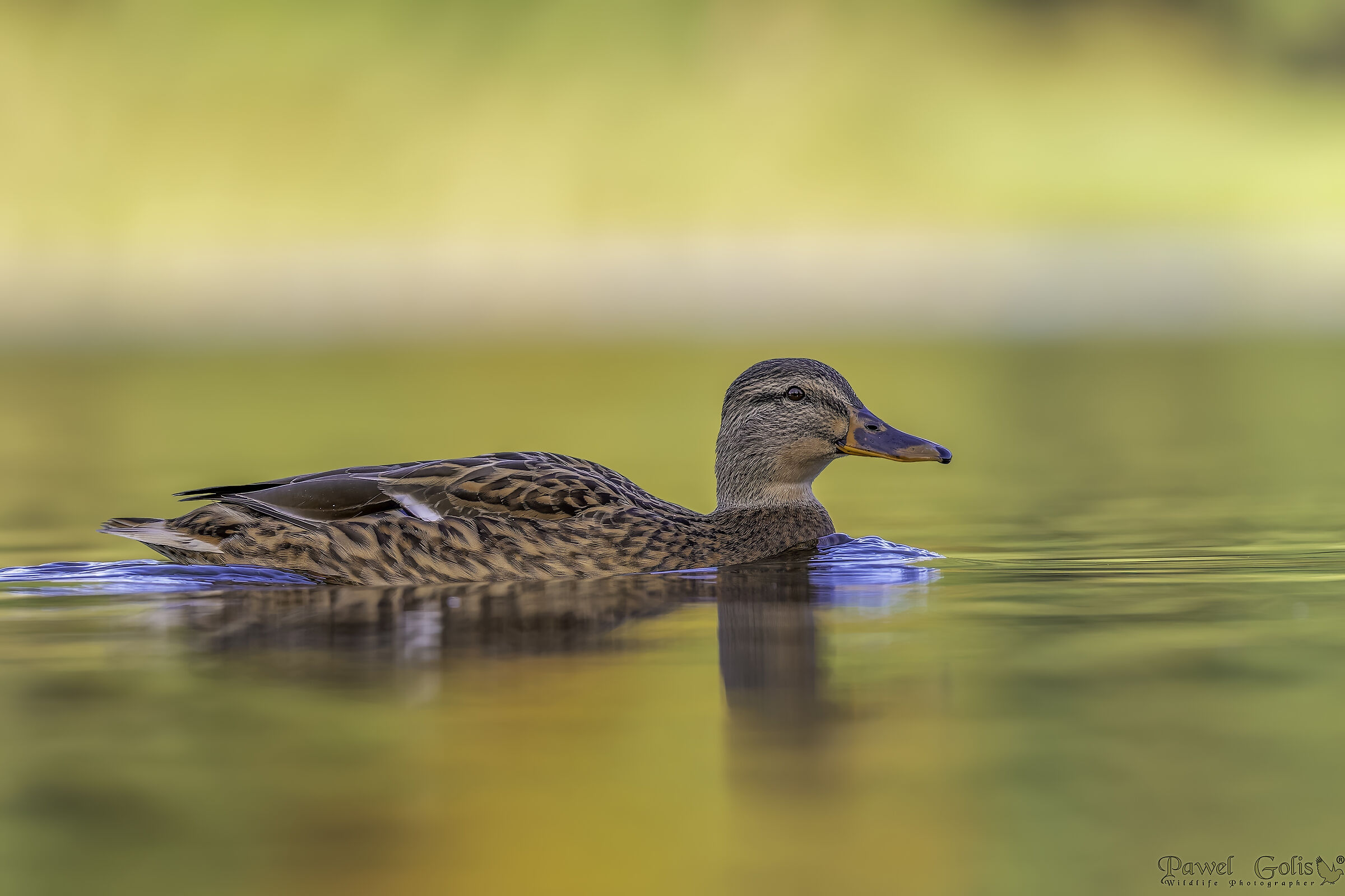 Germano reale (Anas platyrhynchos)