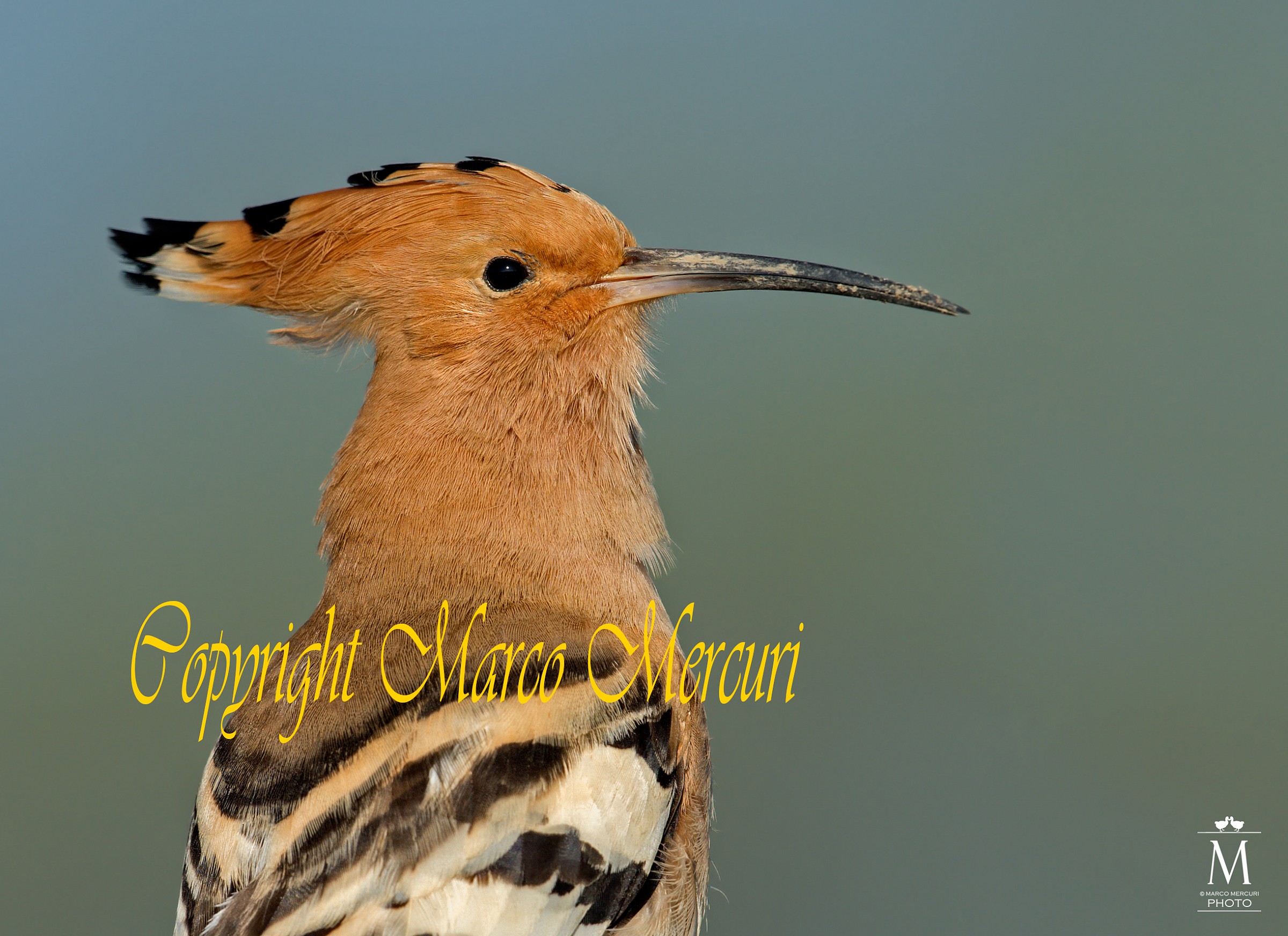 Portrait Hoopoe