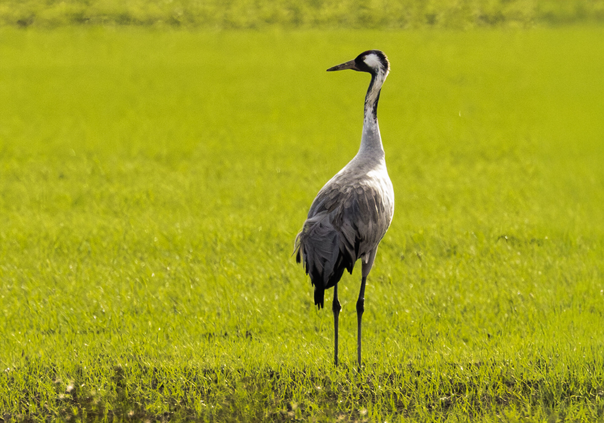 a crane alone
