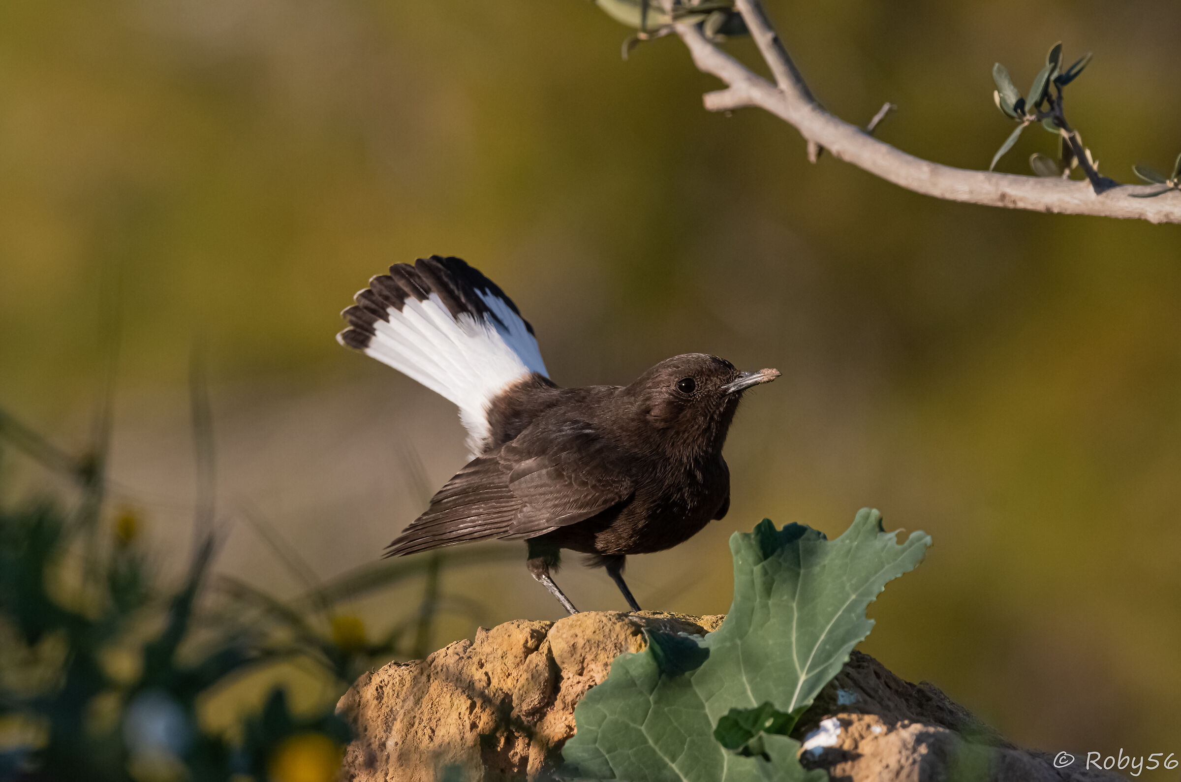 Monachella nera..