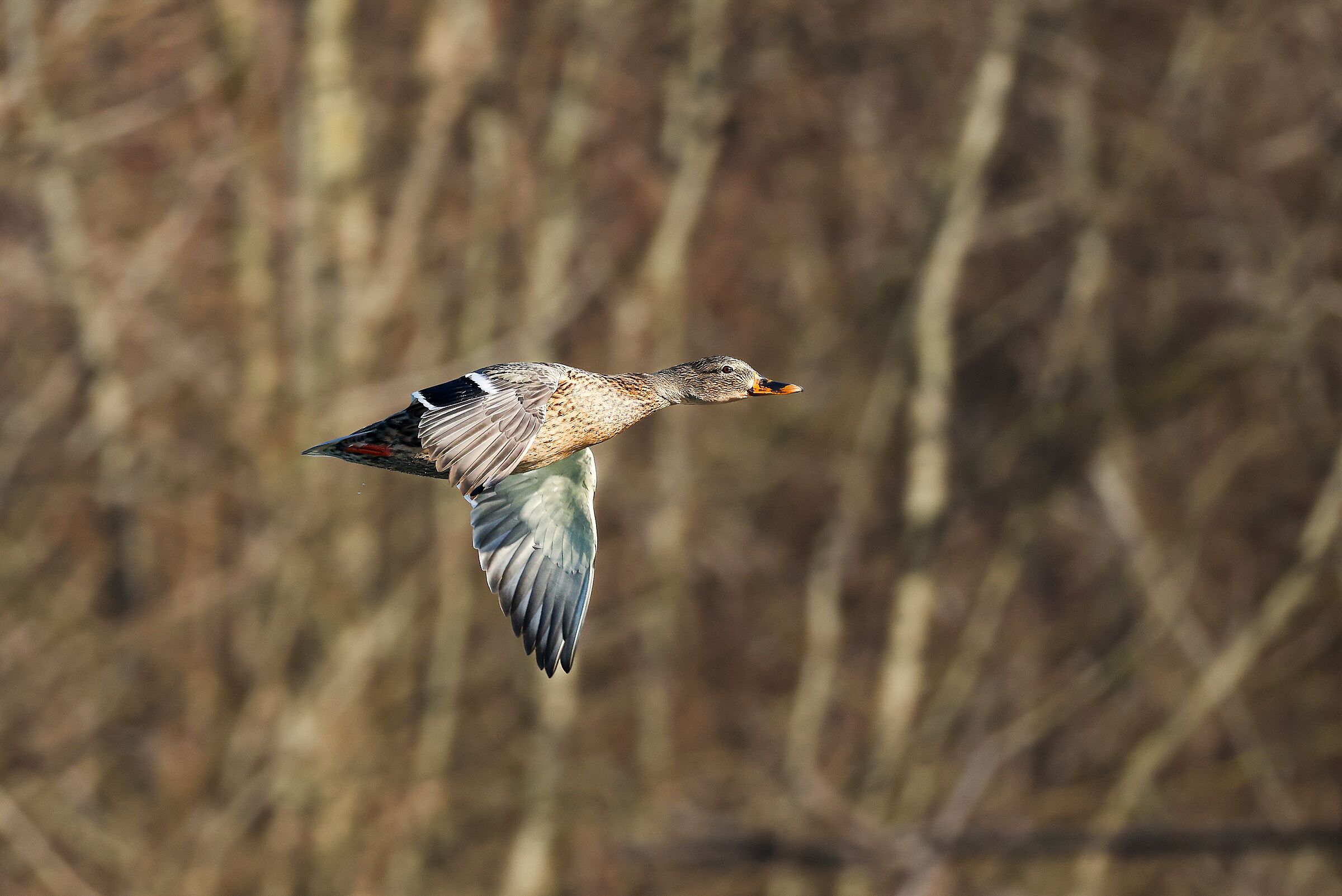 A single female in charge