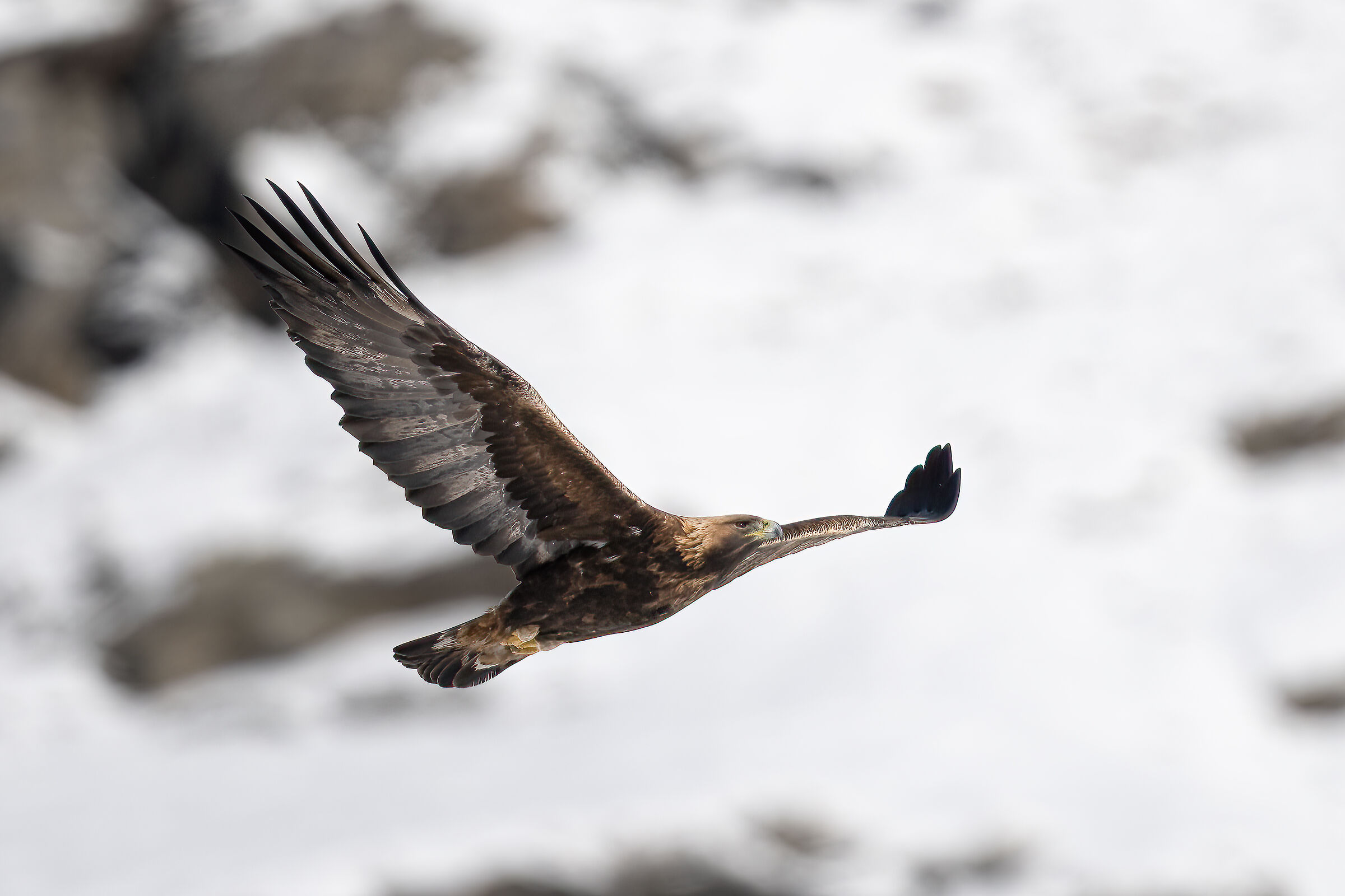 Golden Eagle - Gran Paradisoila National Park