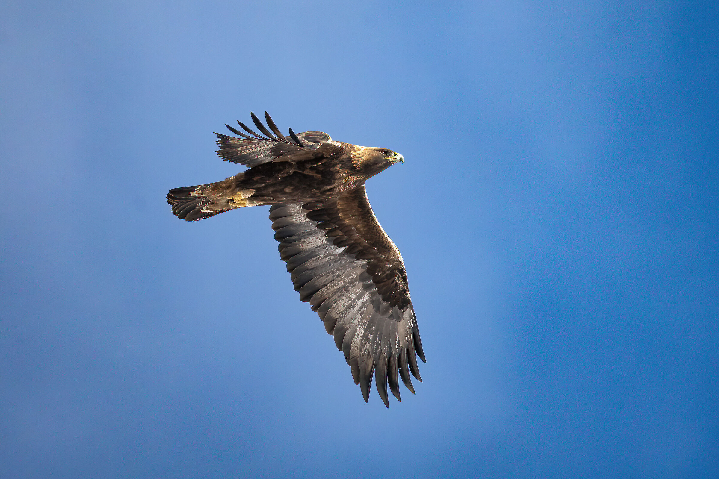 Golden Eagle - Gran Paradisoila National Park