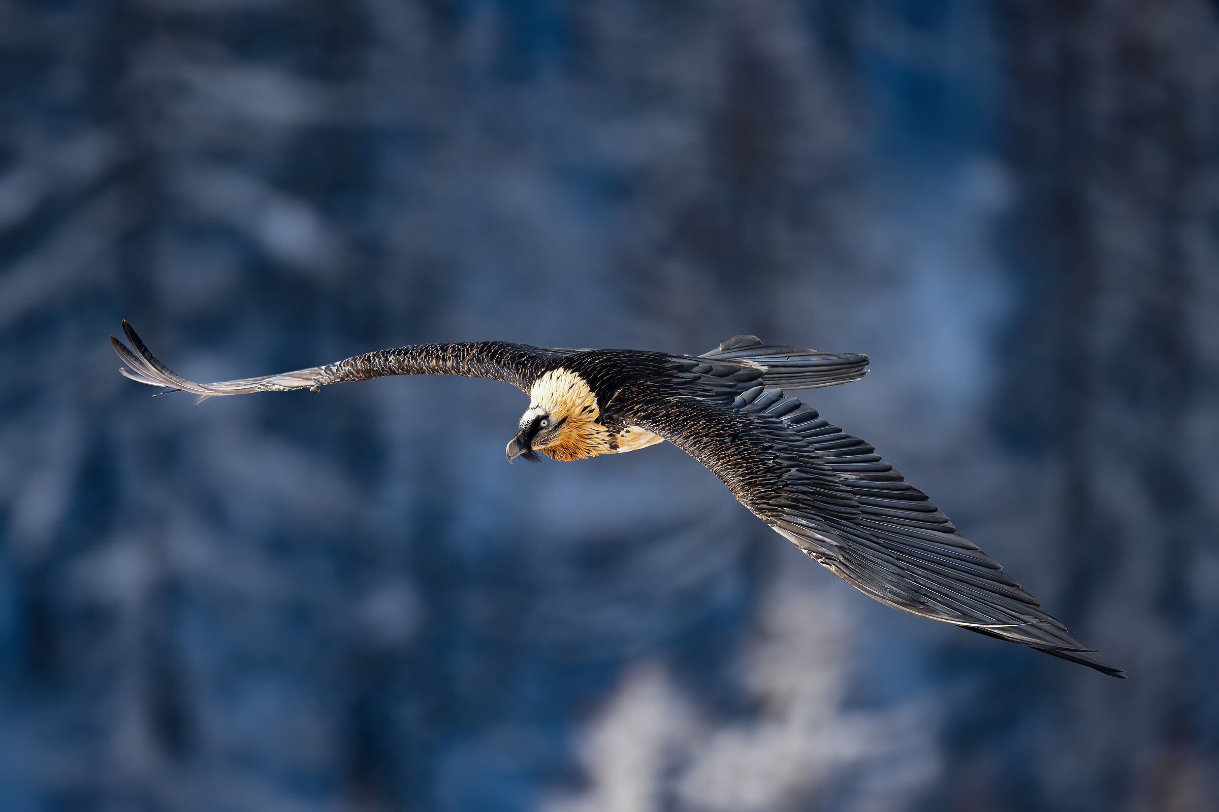 Gypaetus barbatus - Gran Paradiso National Park