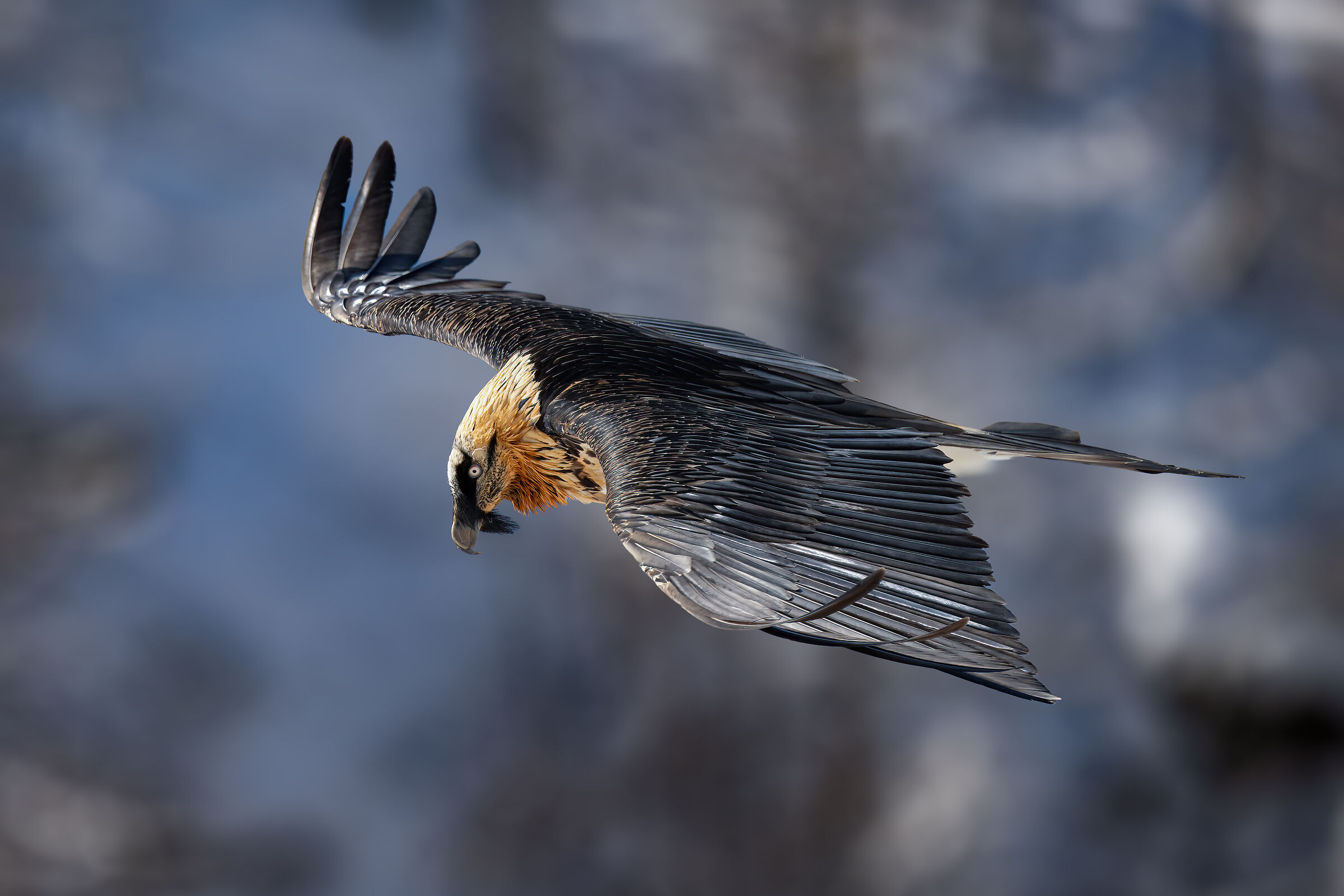 Gypaetus barbatus - Parco Nazionale del Gran Paradiso