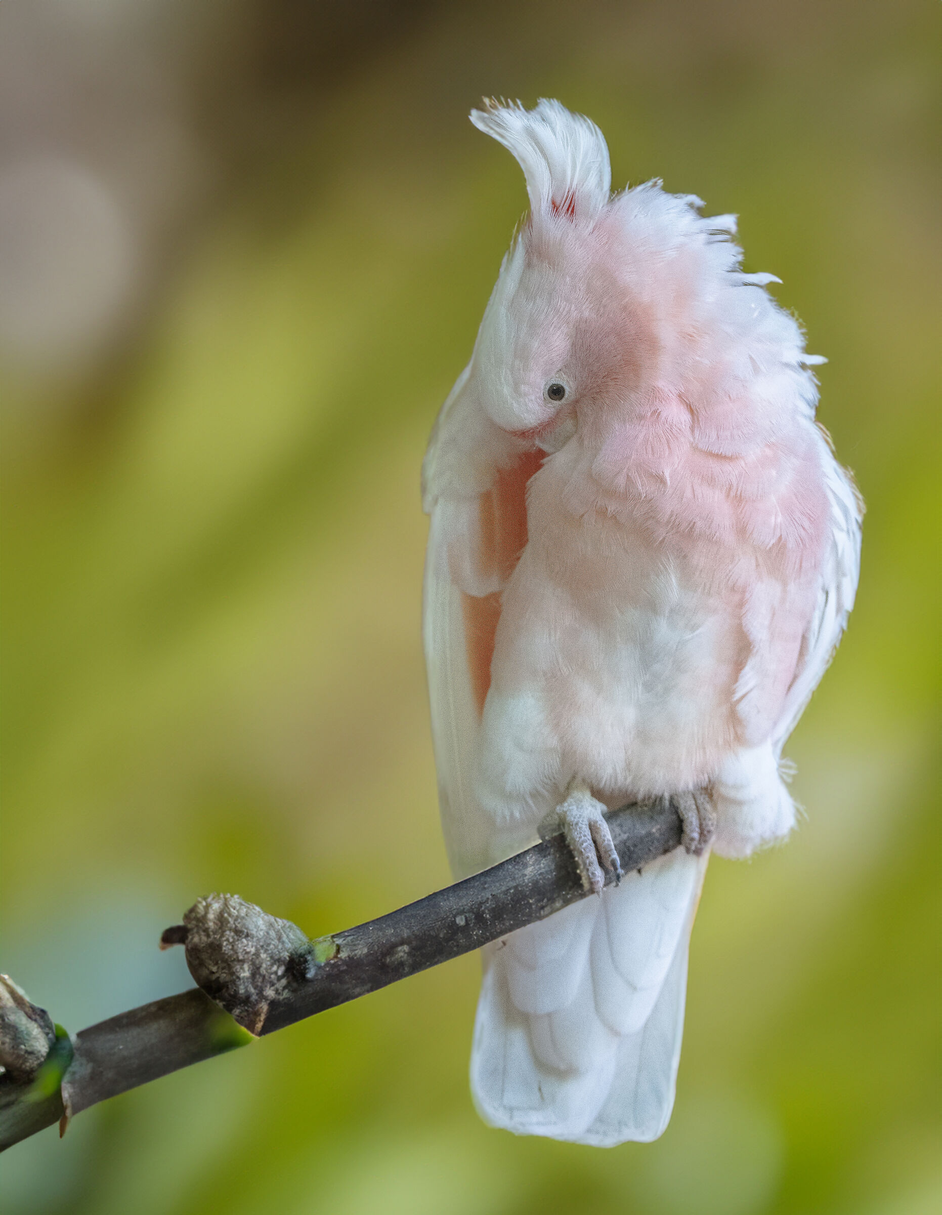 Cacatua rosa