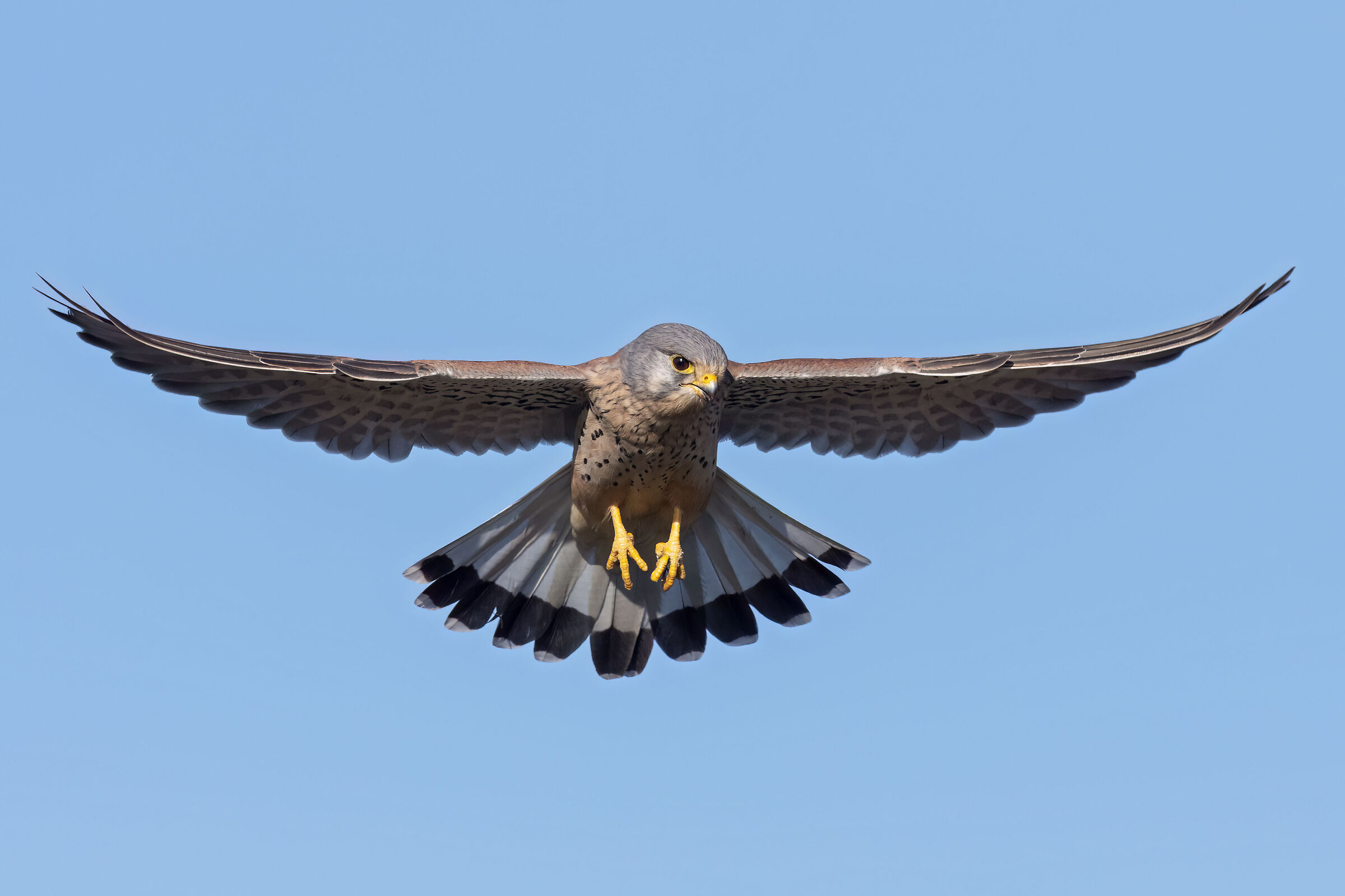 Gheppio in spirito santo