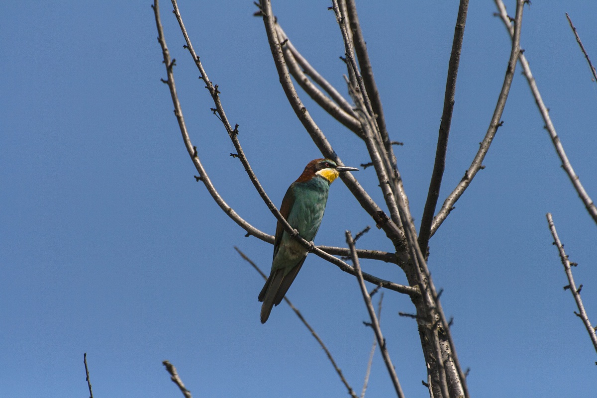 Merops apiaster (gruccione)