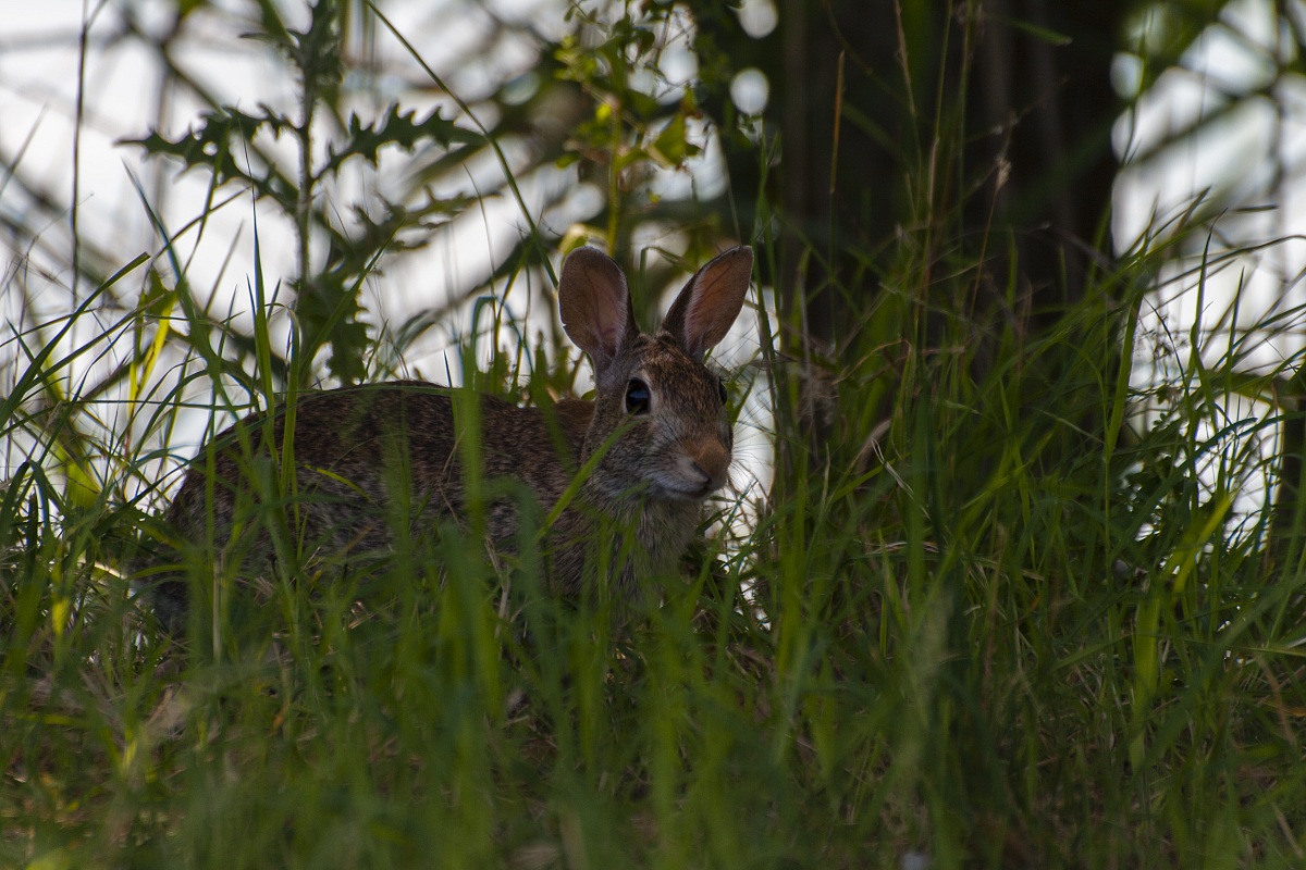 Oryctolagus cuniculus (coniglio selvatico)