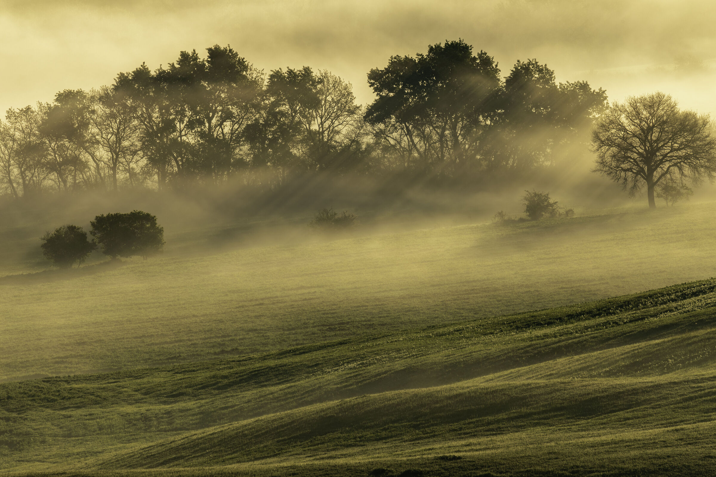 Fog just after sunrise