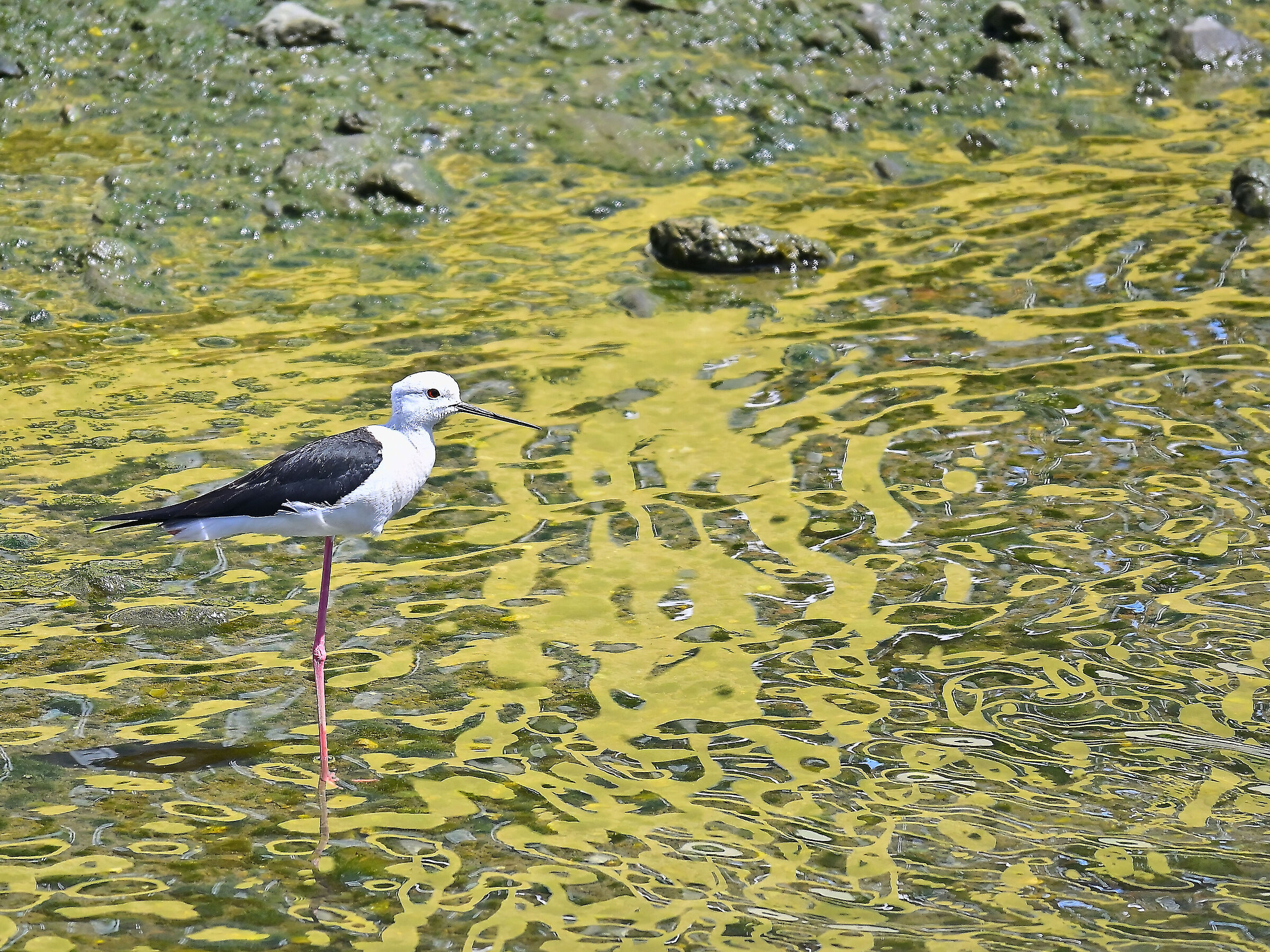 Black-winged Stilt