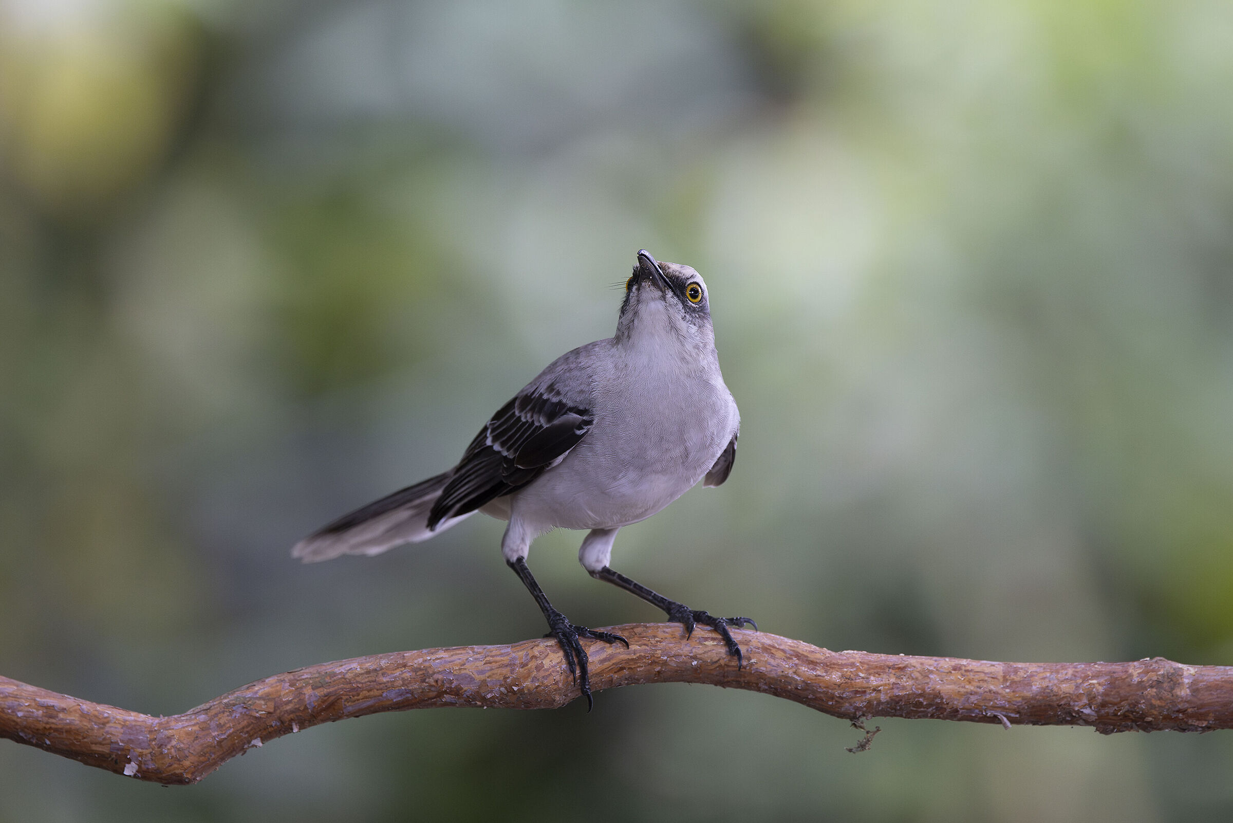 Tropical mockingbird