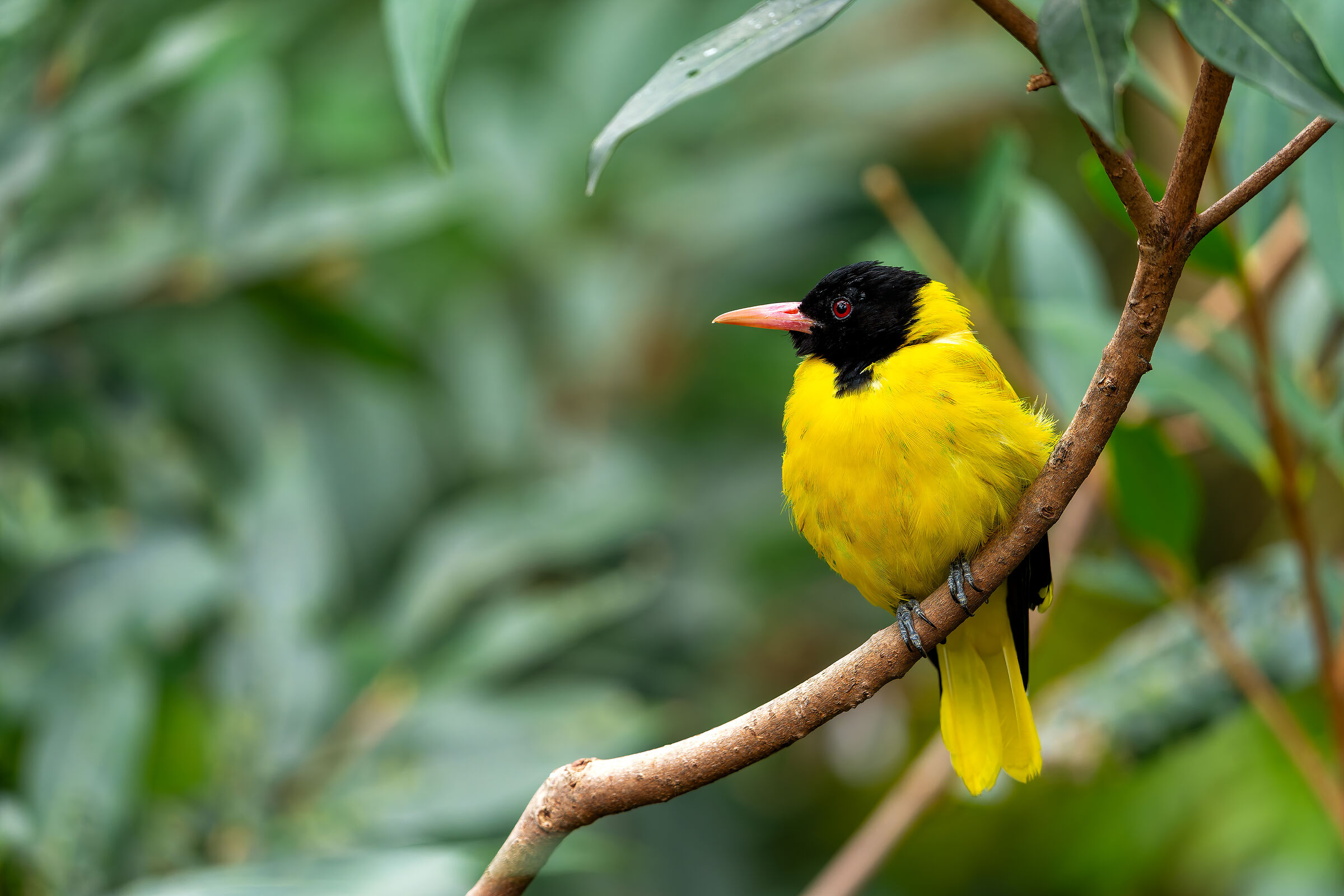 Yellow-Black Bird