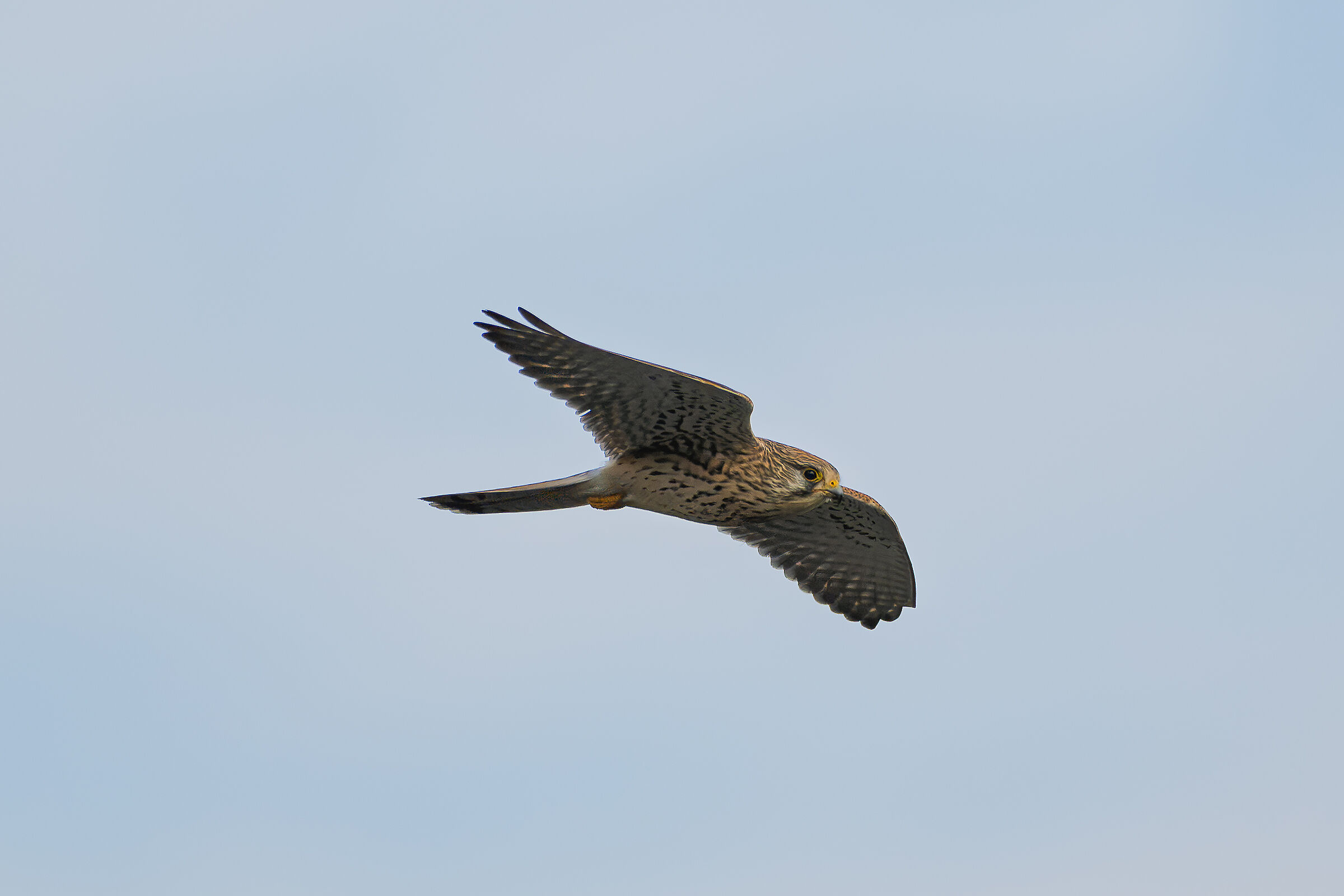 Kestrel