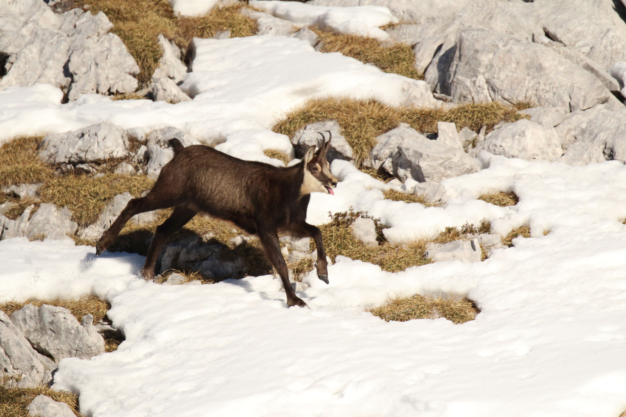A beautiful memory - Chamois in the race