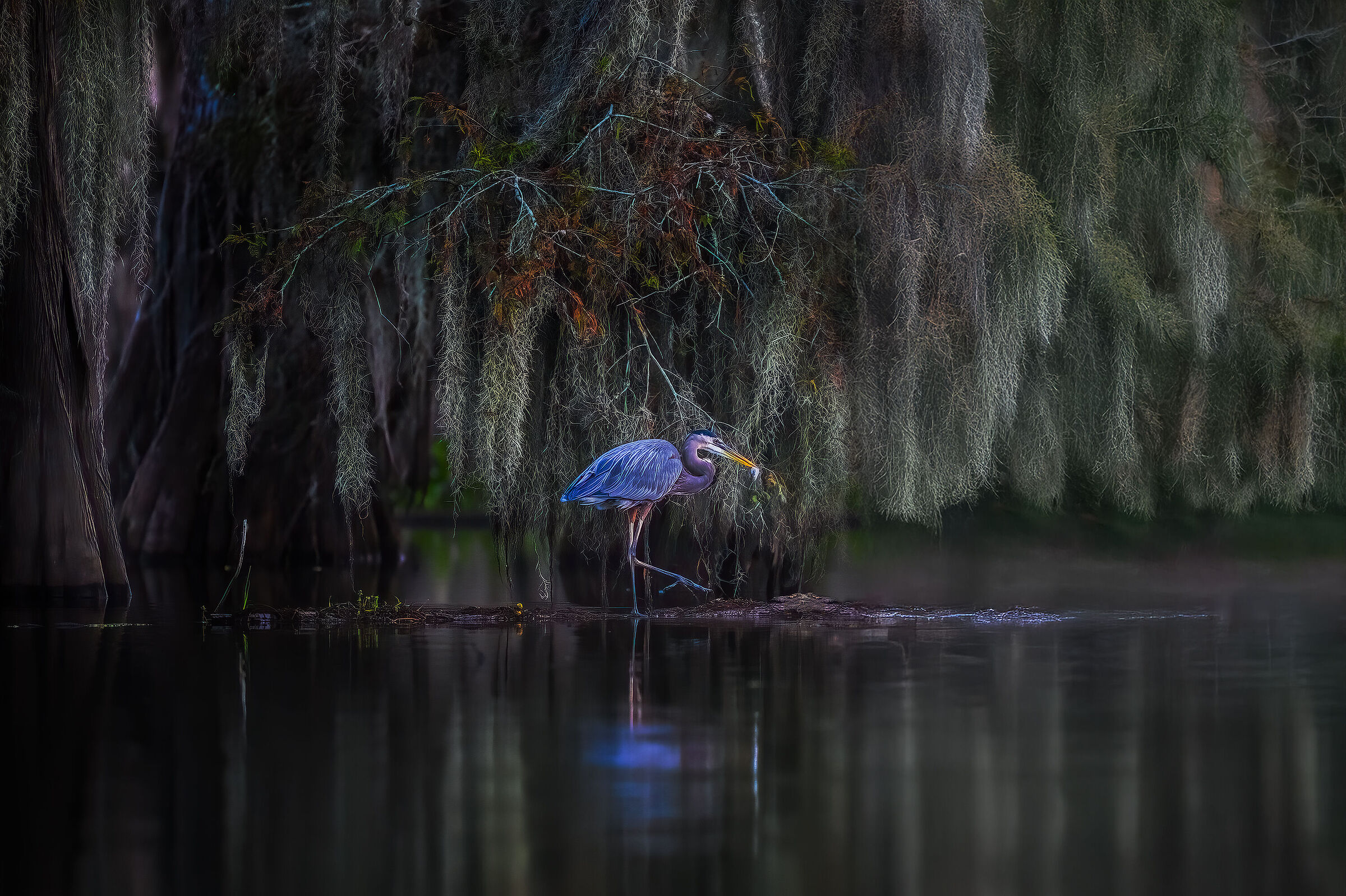 Blue heron hunting among the cypresses of Louisiana USA