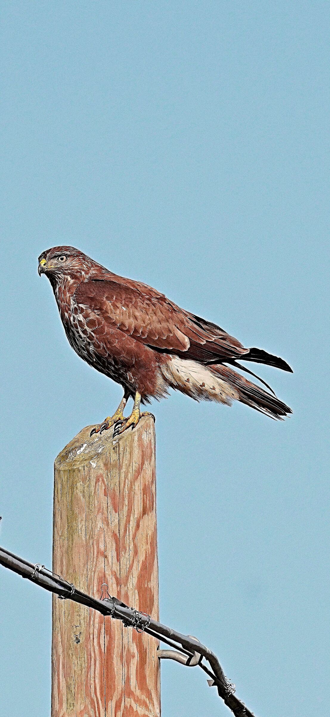 Buzzard