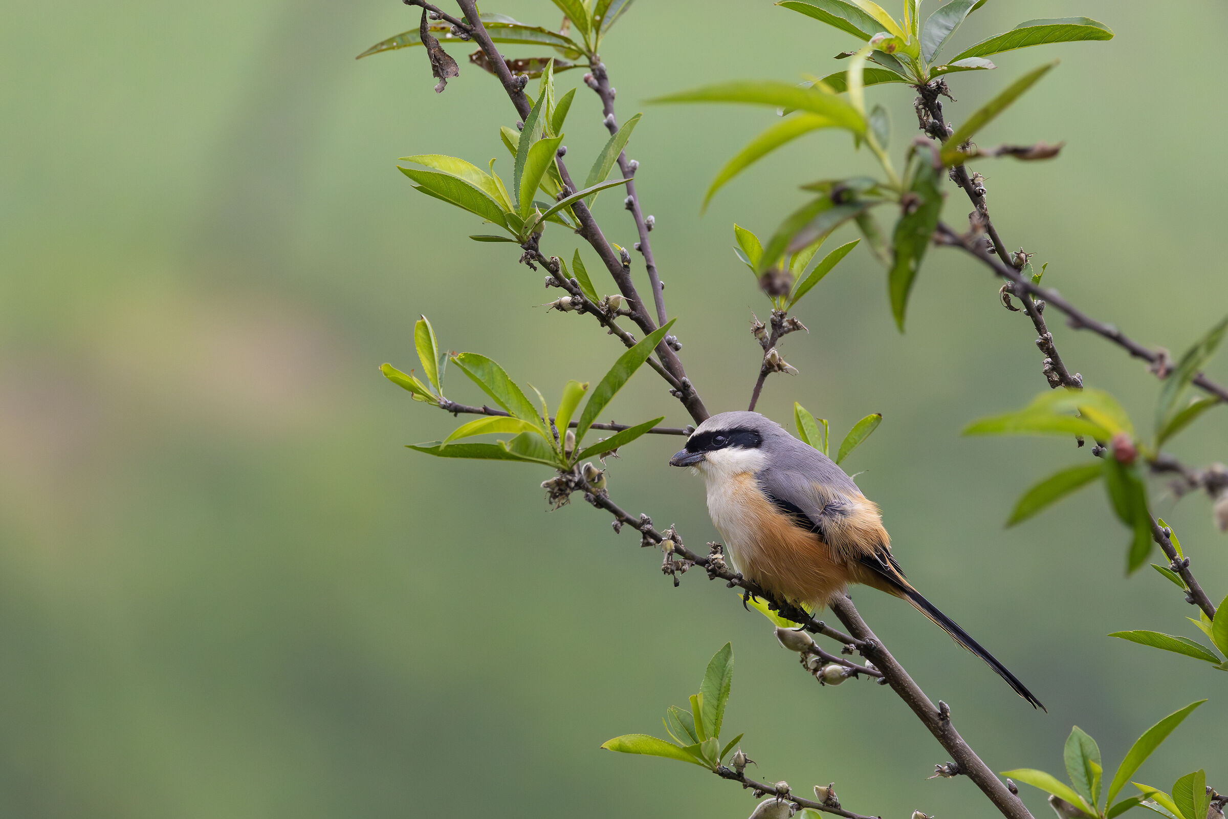 Long tailed Shrike