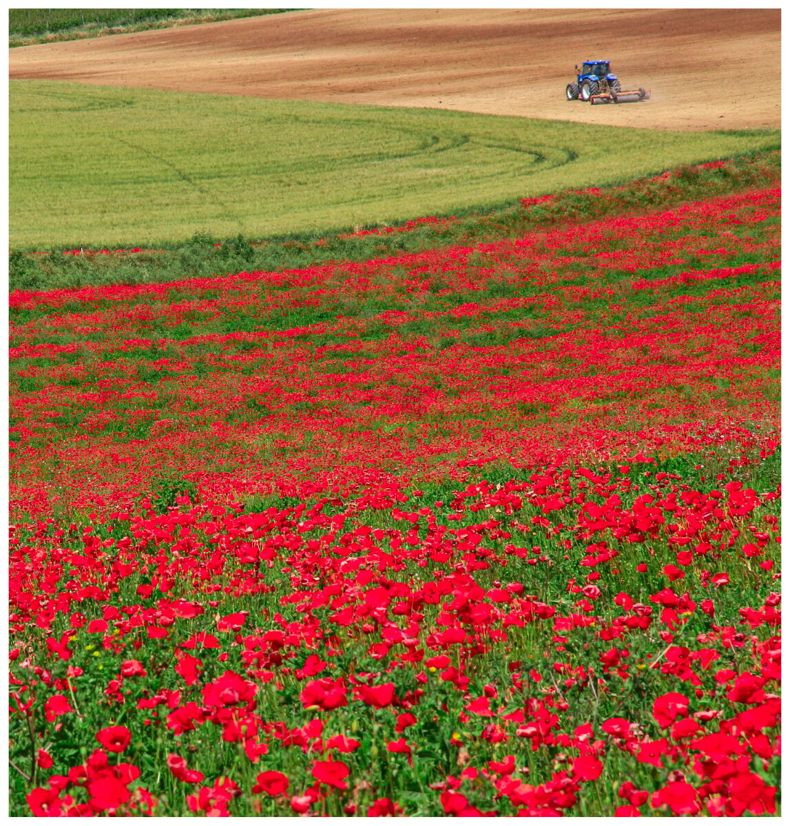 Sulle colline di Loreto