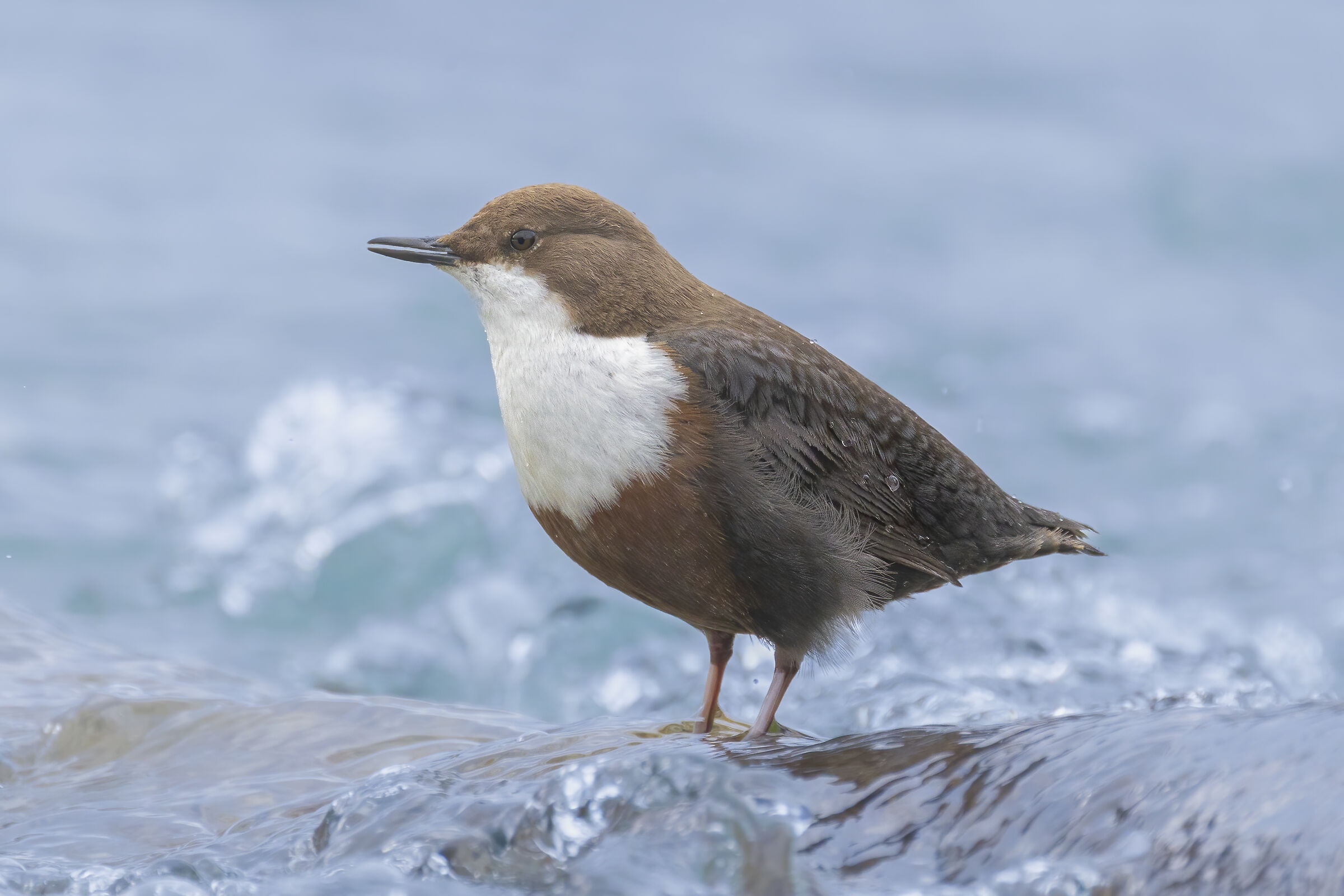 sulla cresta dell'onda, merlo acquaiolo