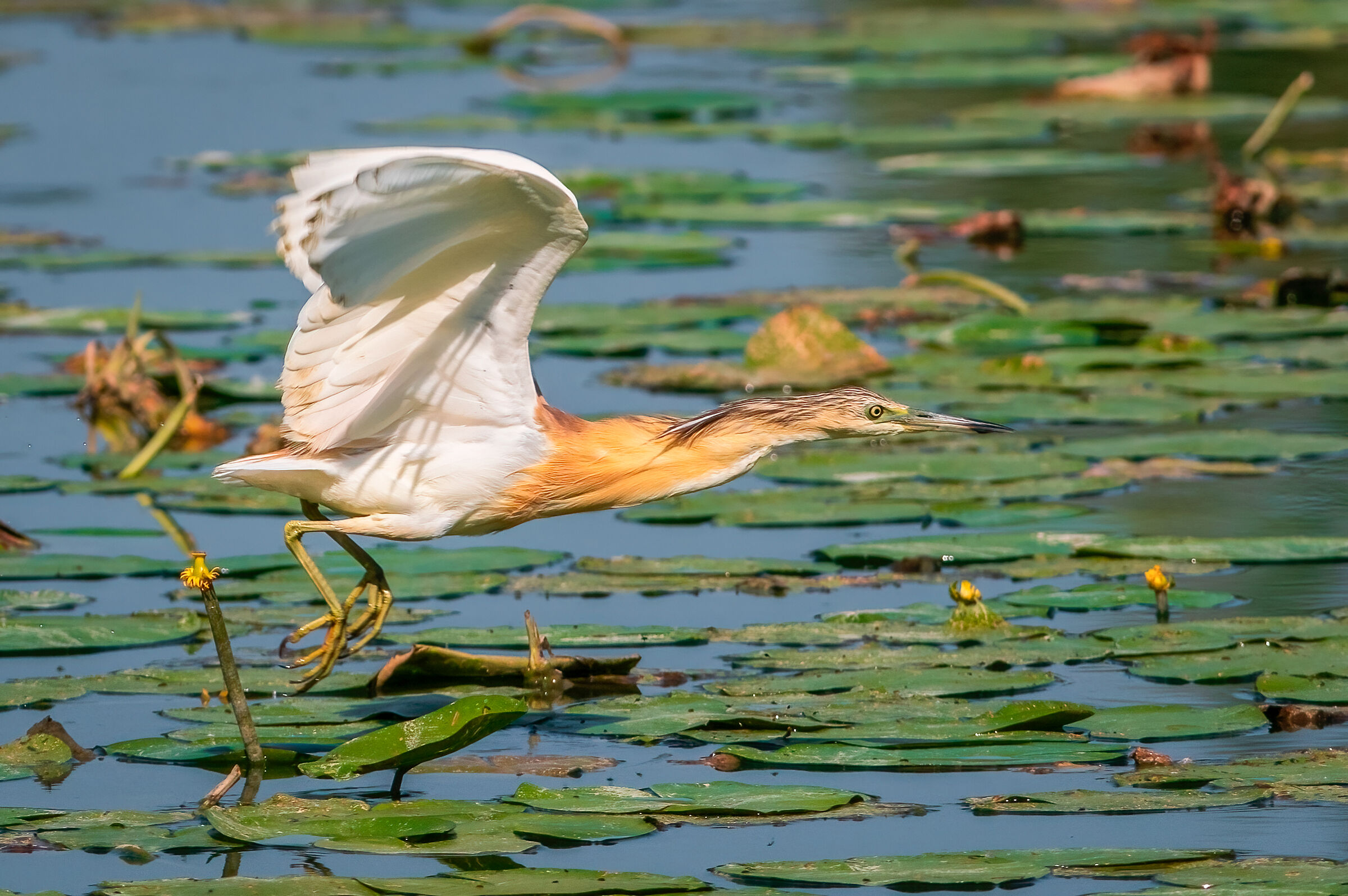 Squacco heron in flight