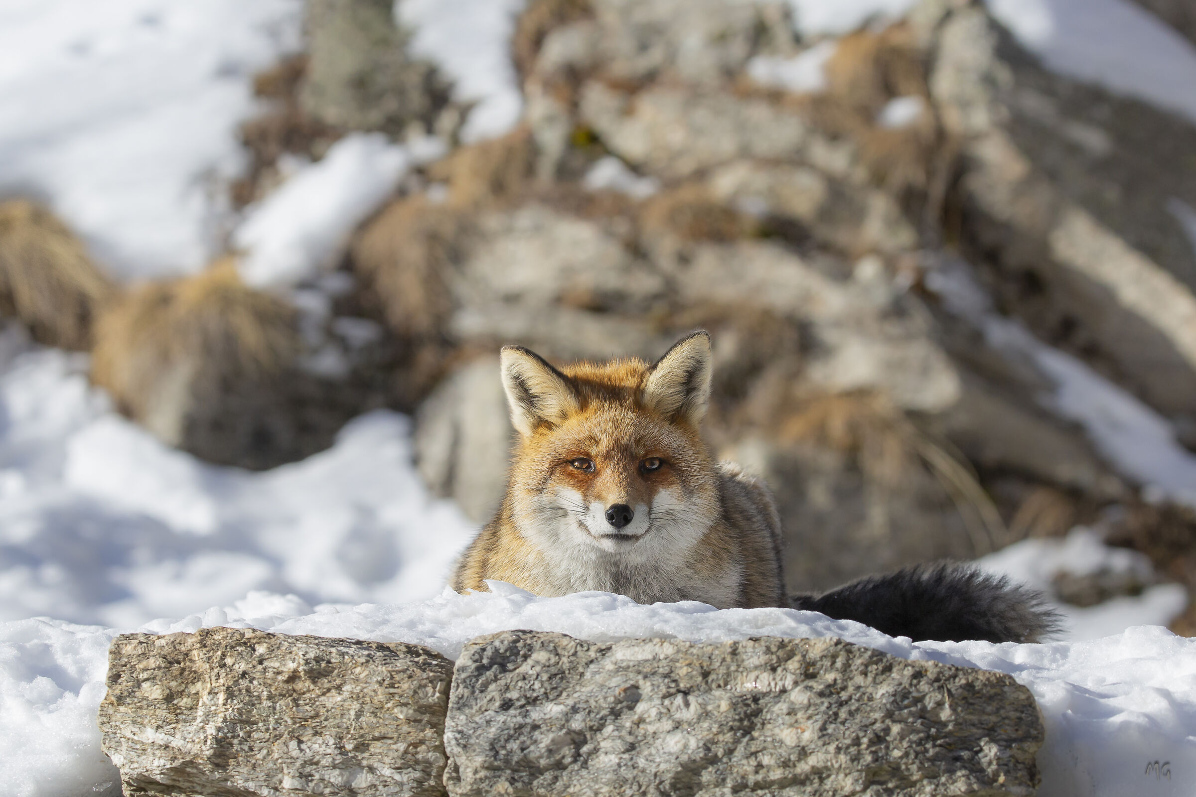 Face to face with the Fox