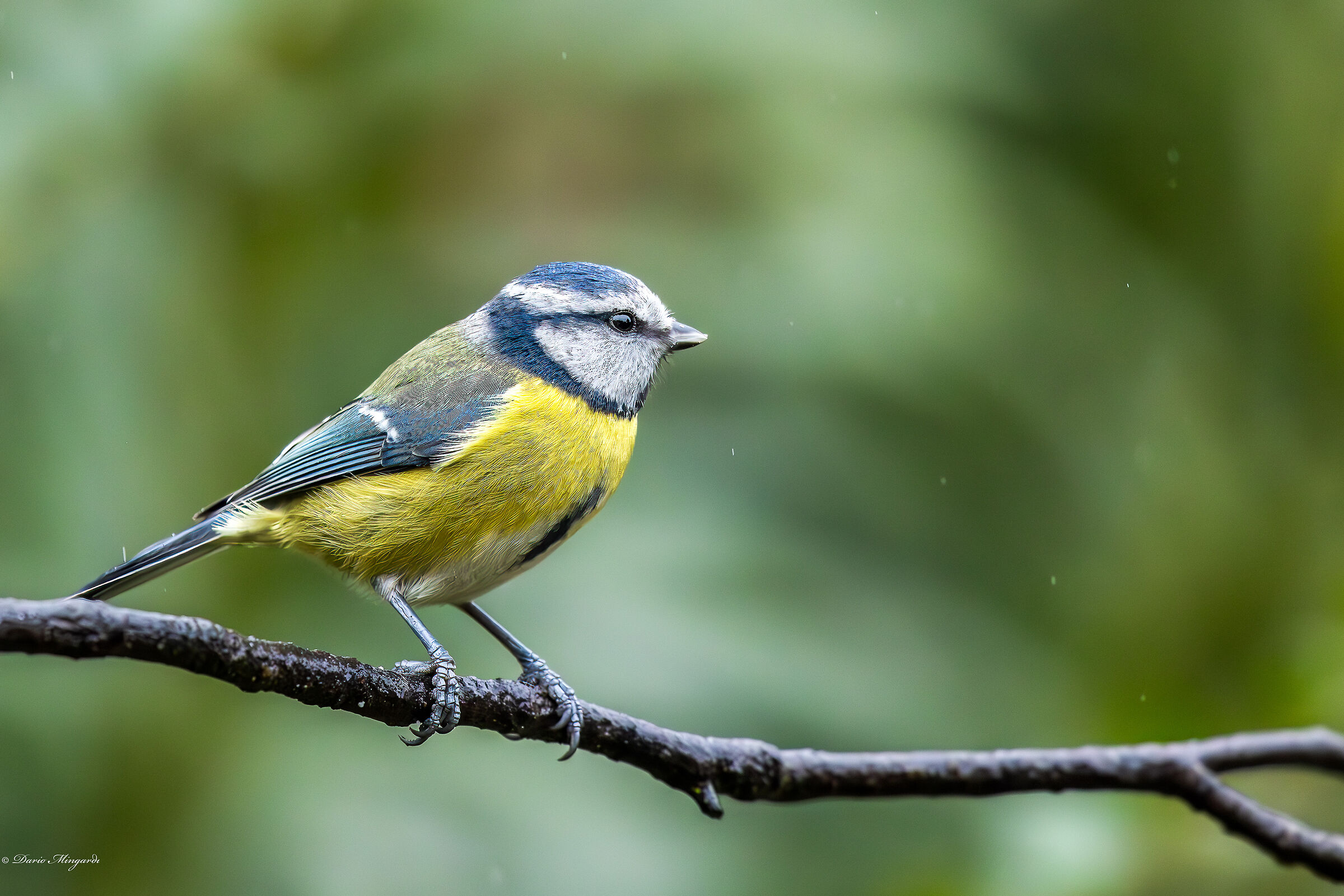 Cinciarella - Cyanistes caeruleus (oggi piove)