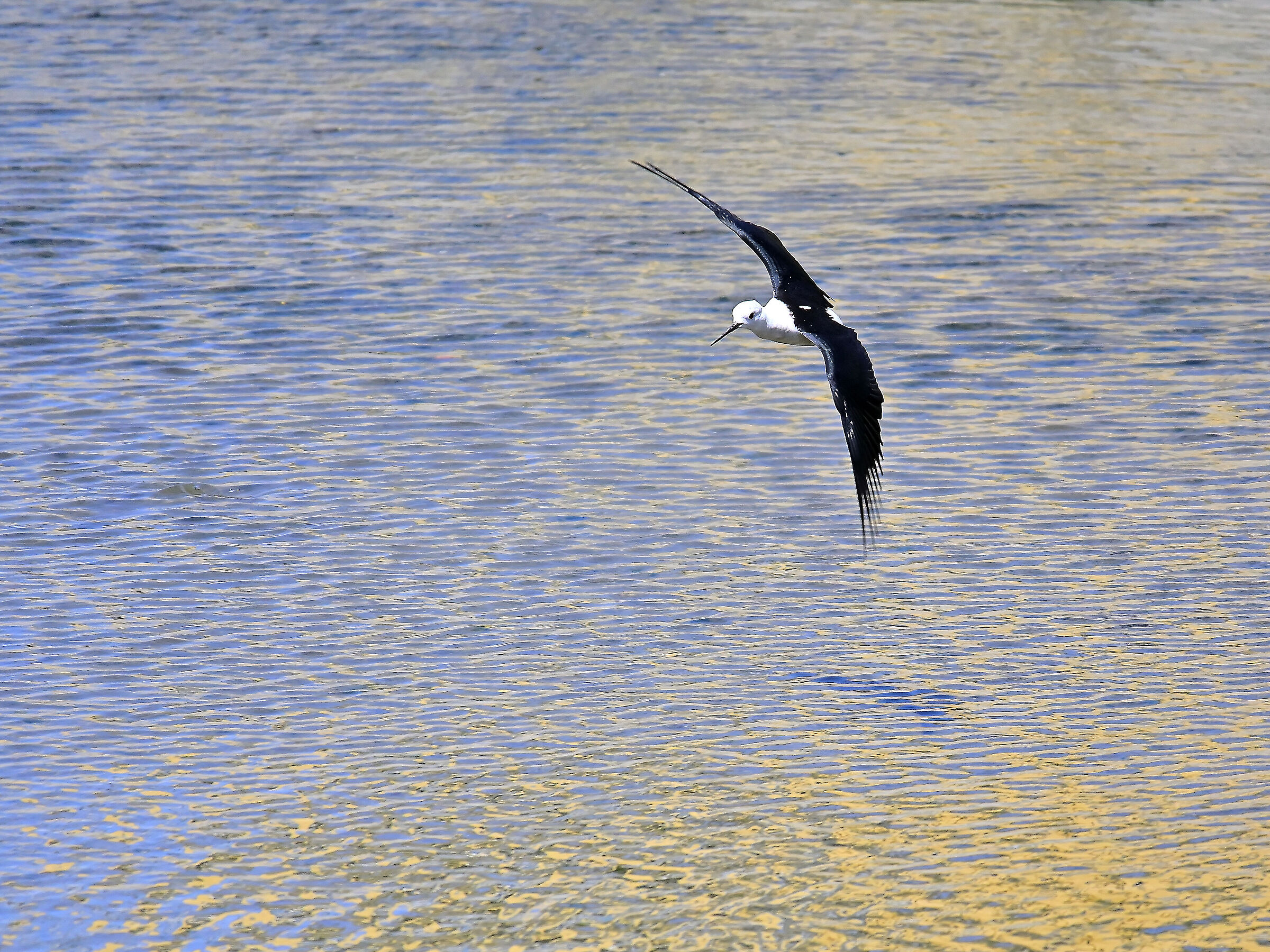 Black-winged Stilt