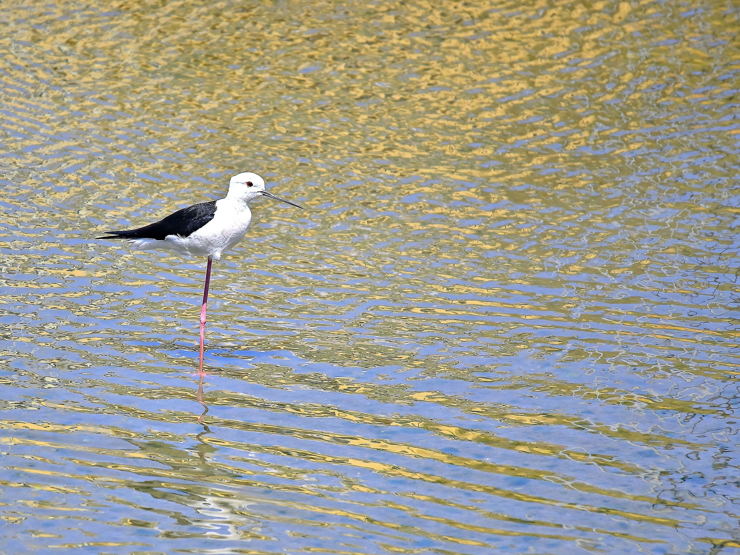 Black-winged Stilt