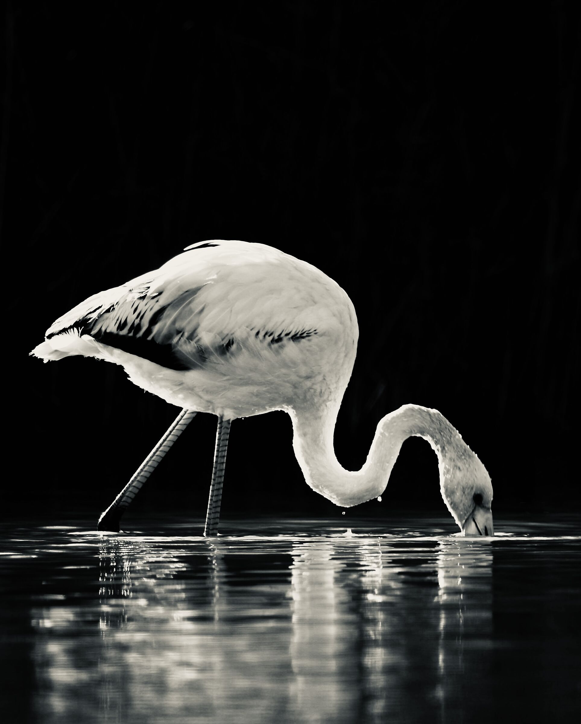 Flamingos on the Sentina!