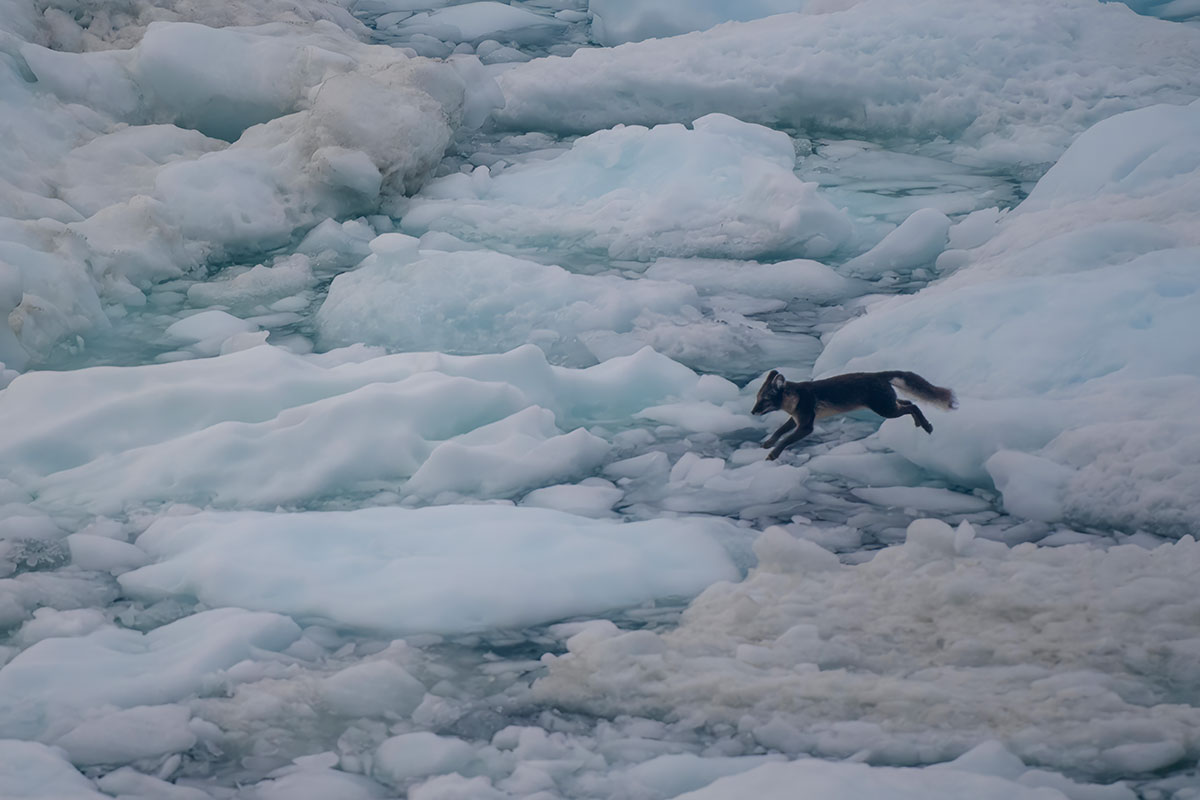 Volpe artica a caccia tra gli Iceberg, Groenlandia