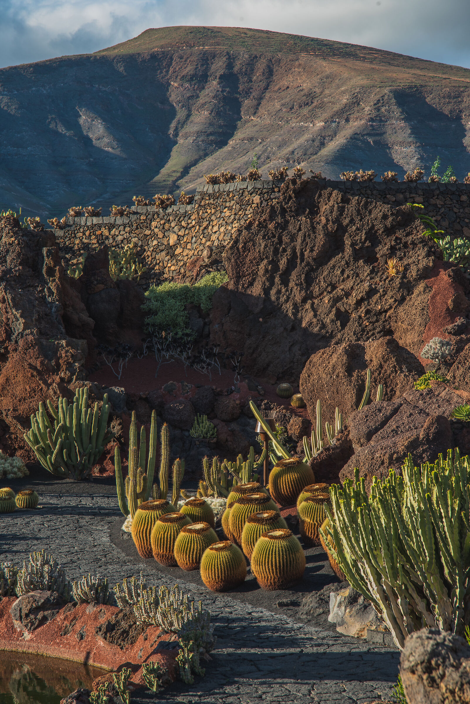 Jardín de Cactus