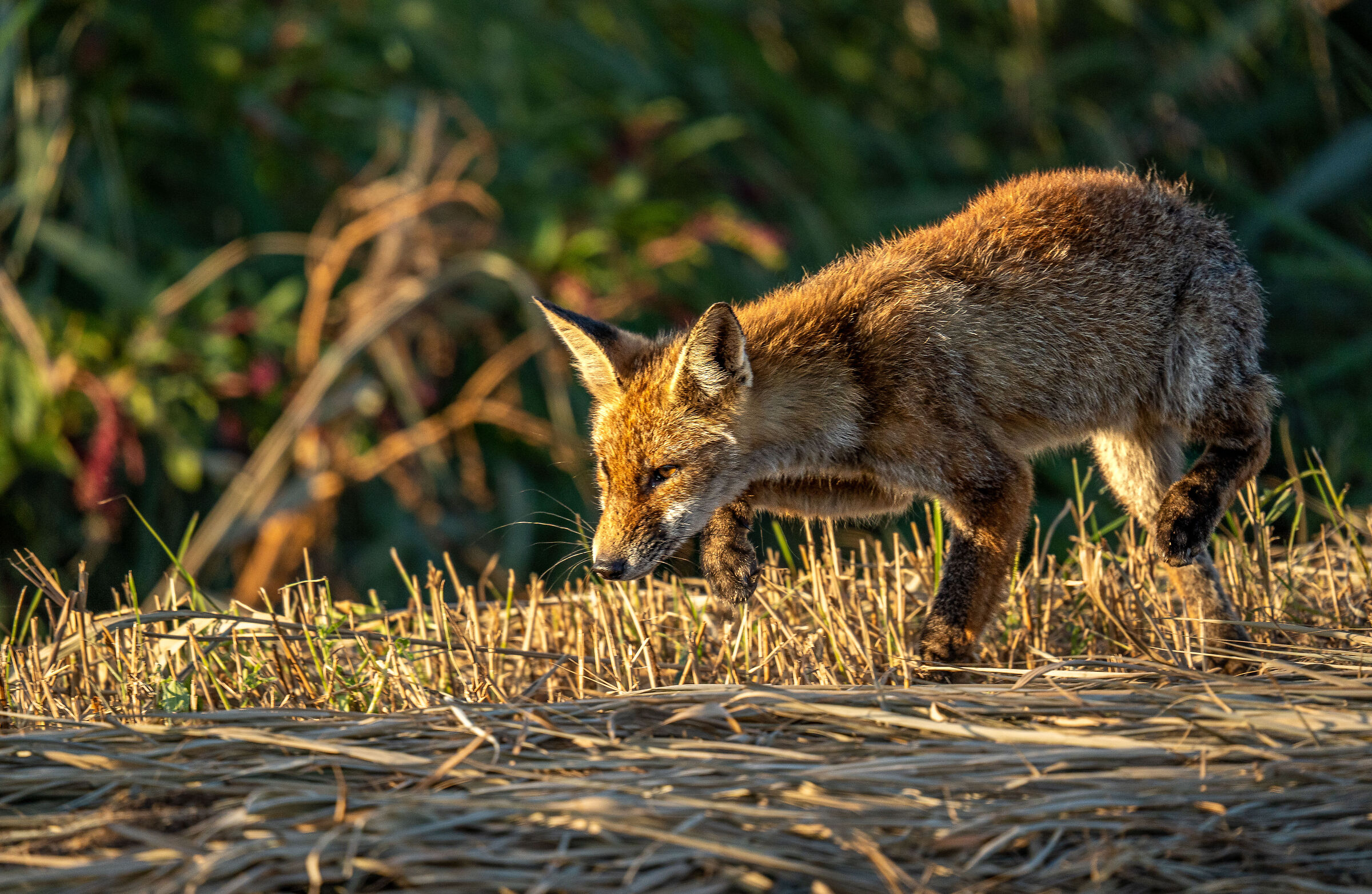 a caccia di topolini