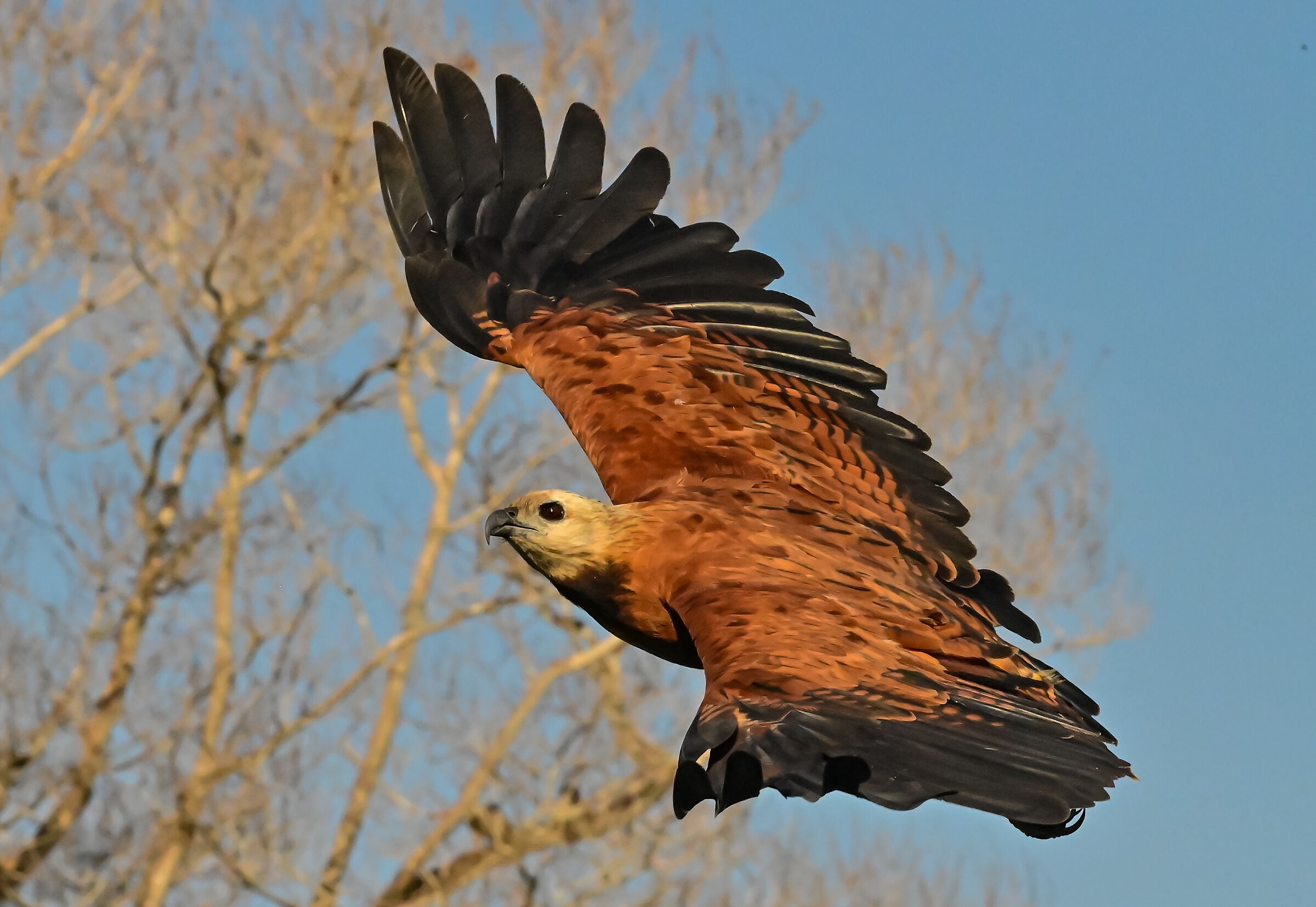 The collared buzzard