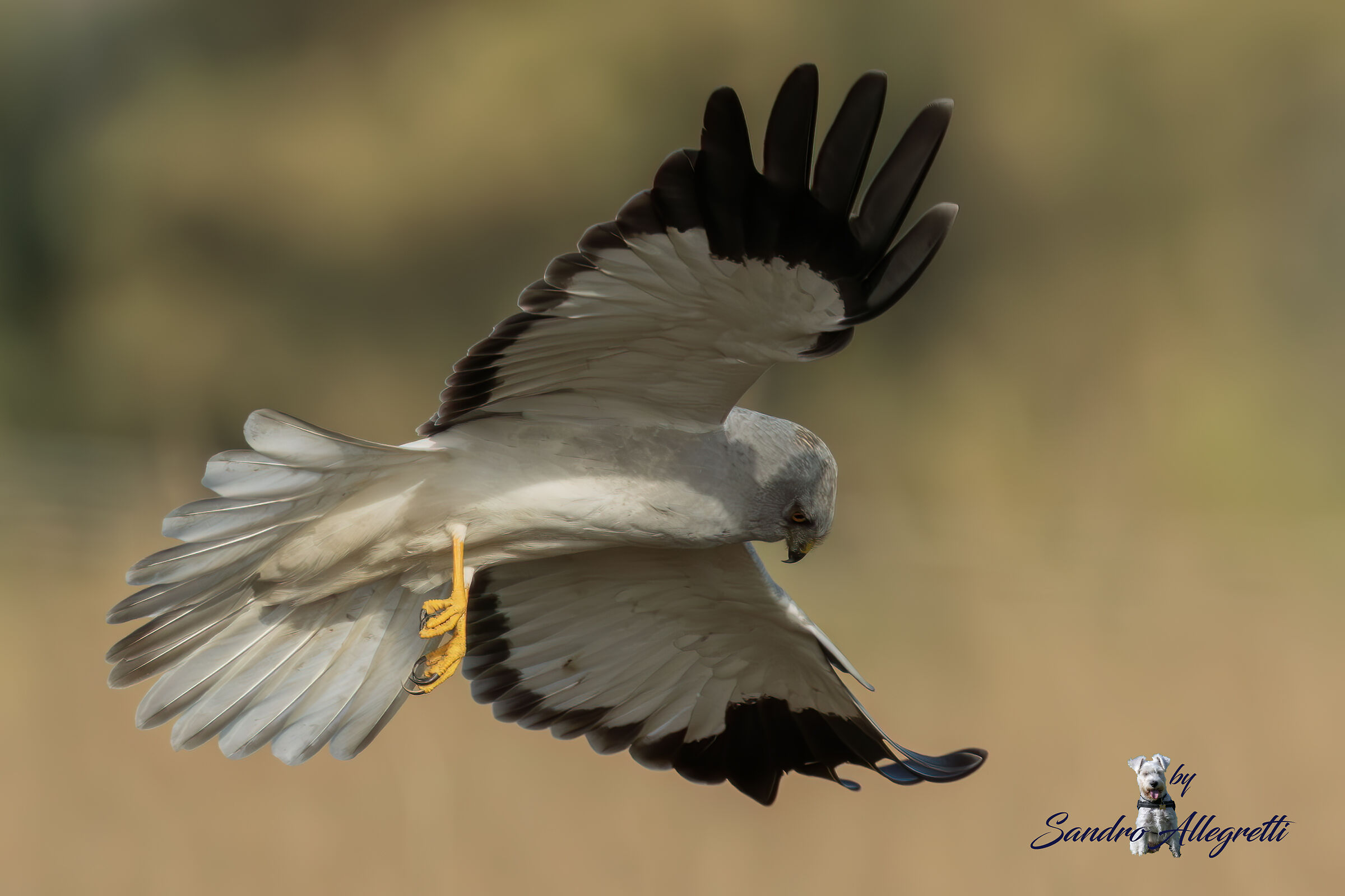 L'albanella reale (Circus cyaneus)