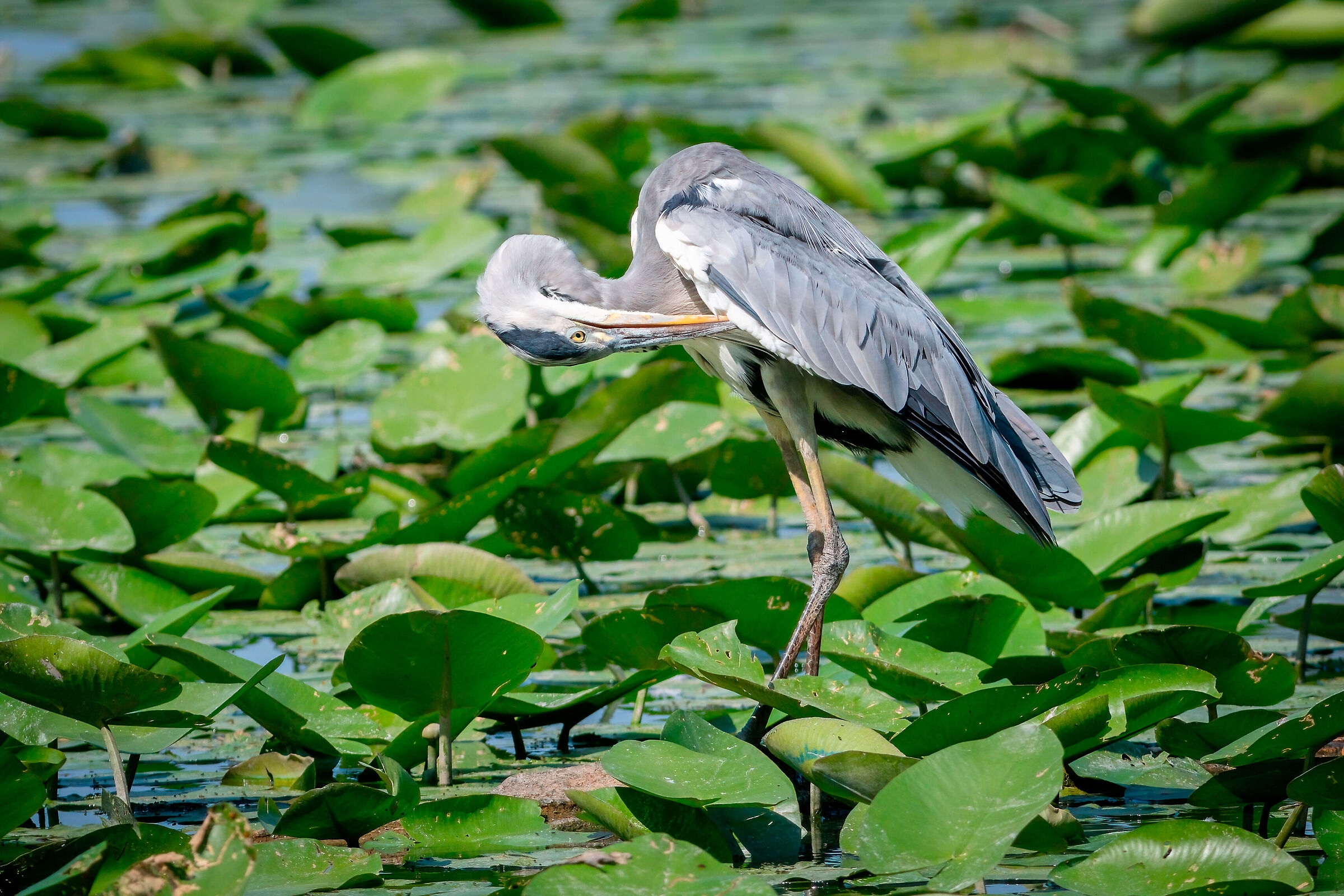 Grey Heron